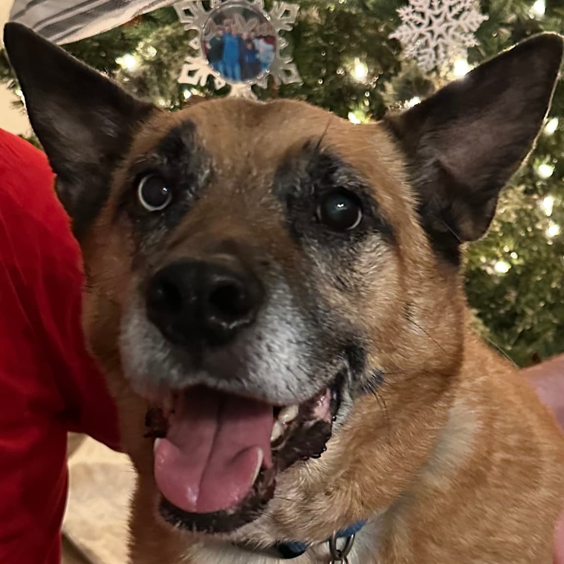 Memorial photo of Loki