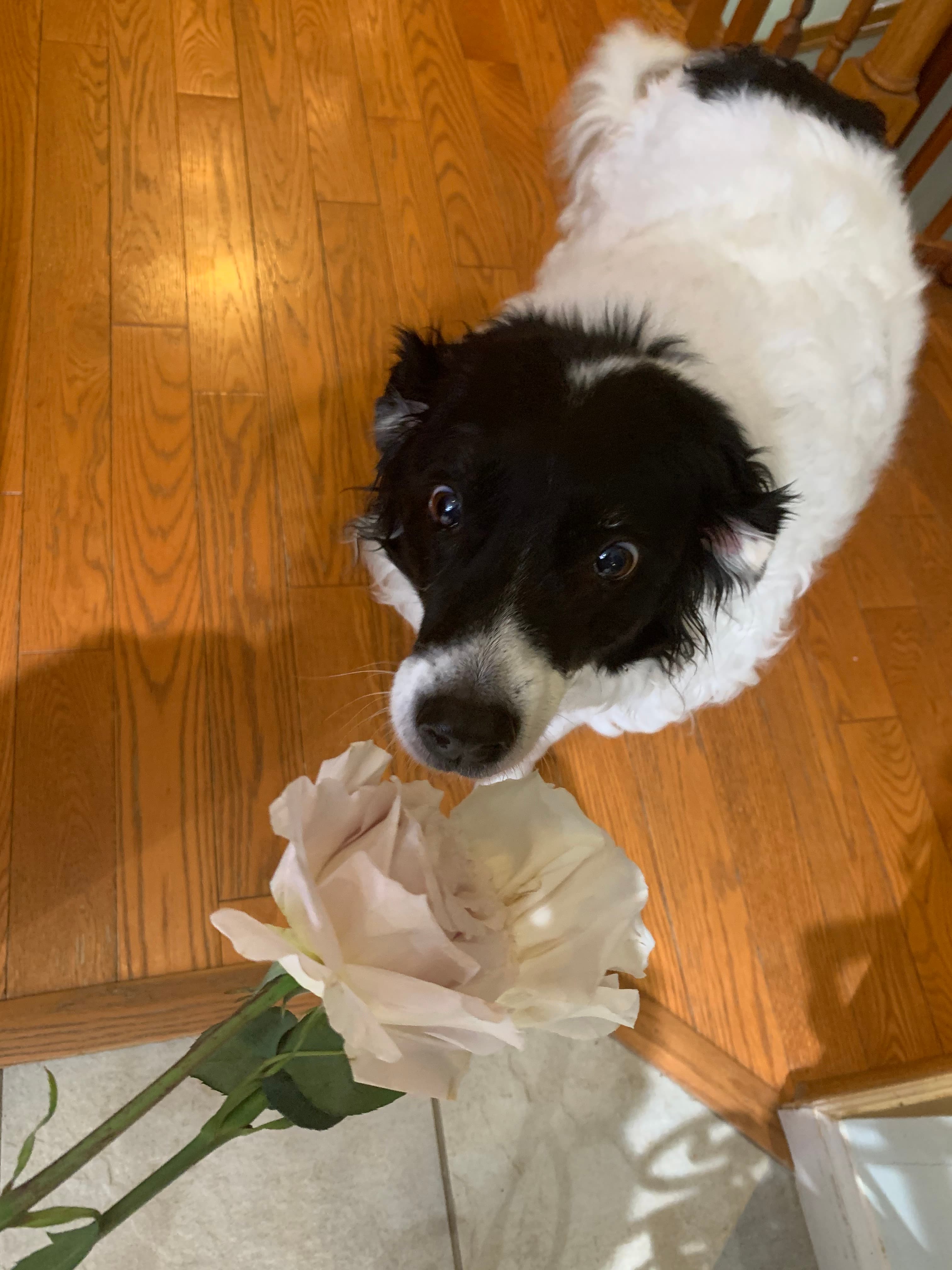Memorial photo of Kelsey