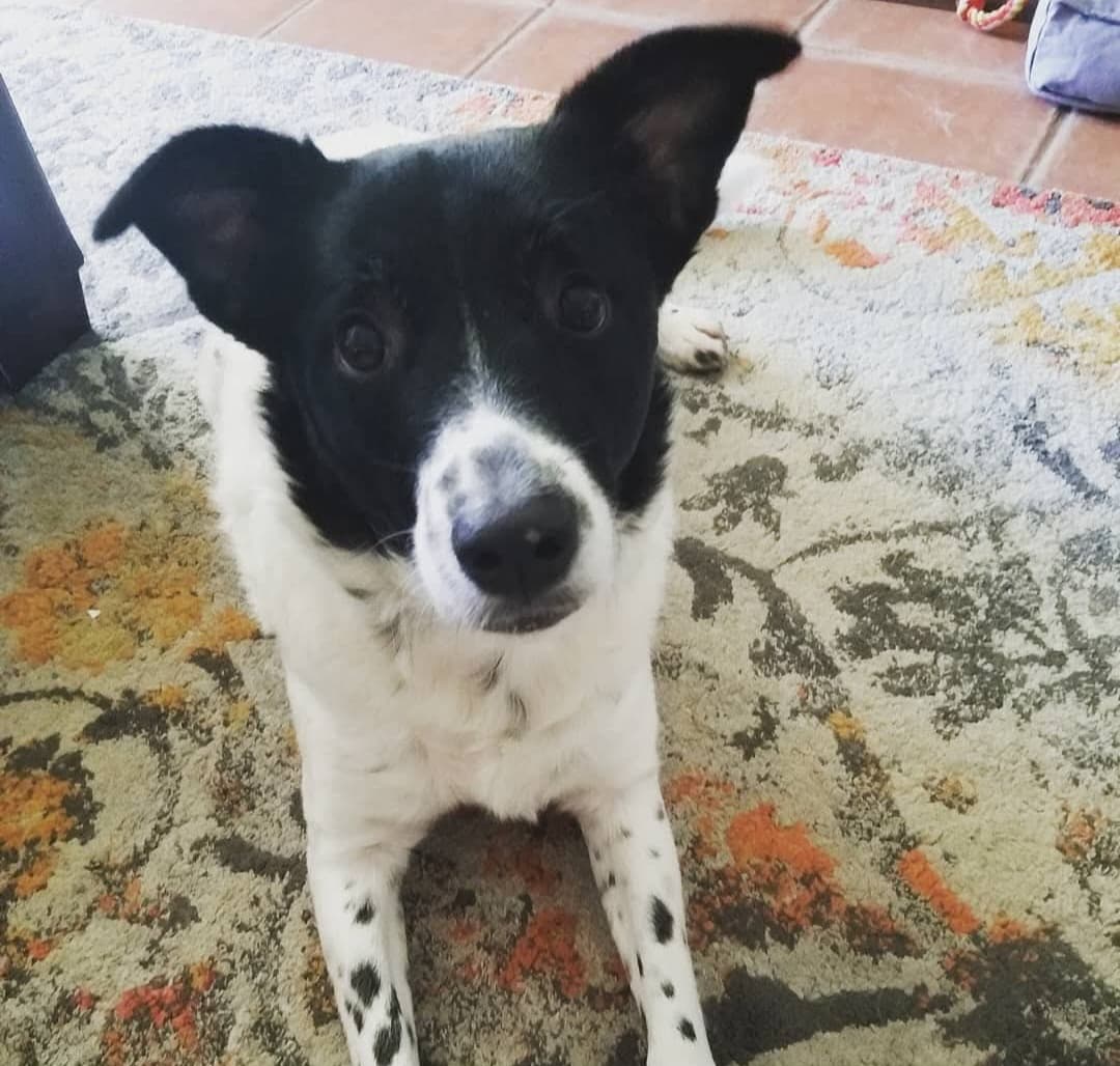 Memorial photo of Willow