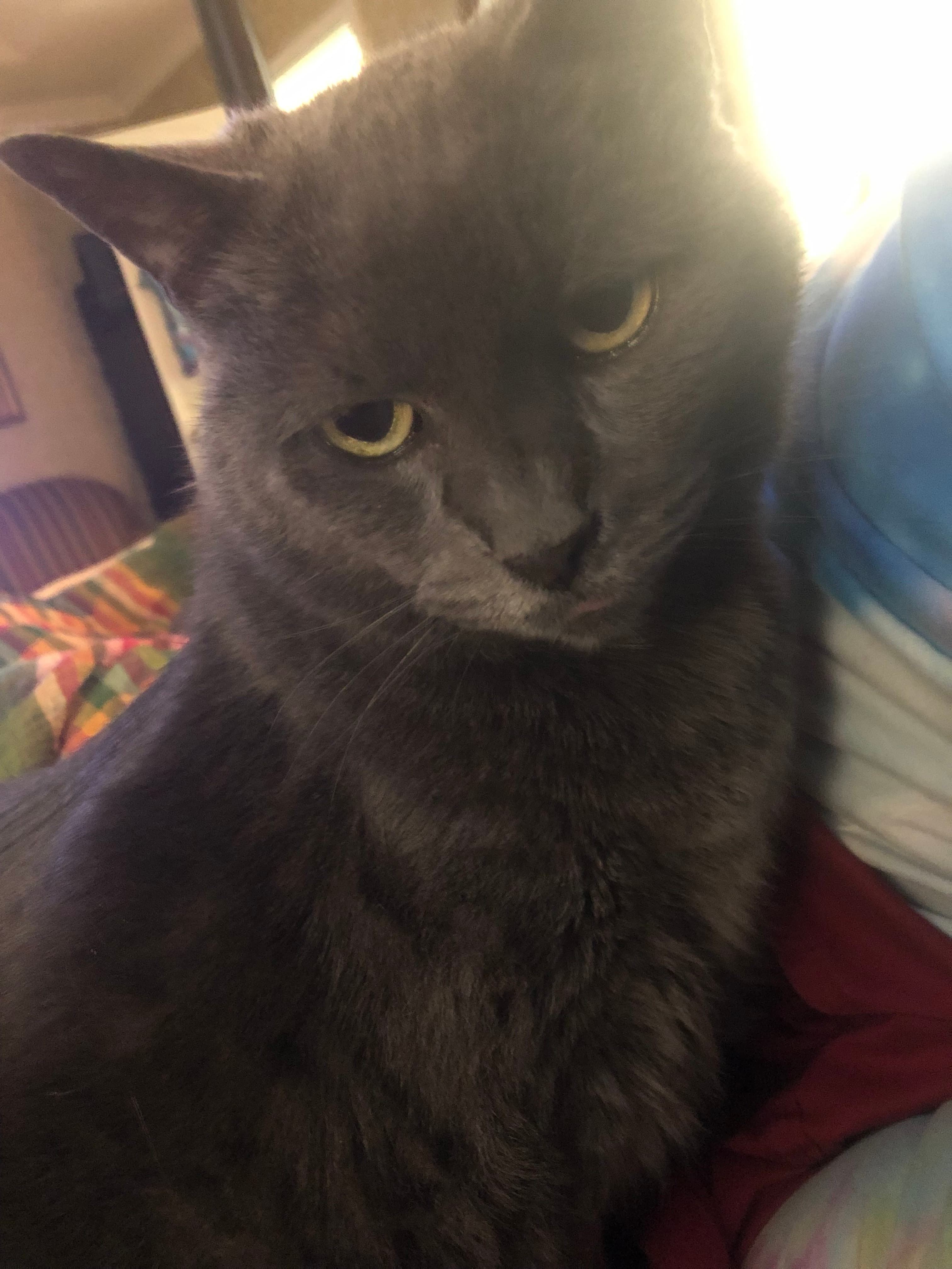 Memorial photo of Pinkles