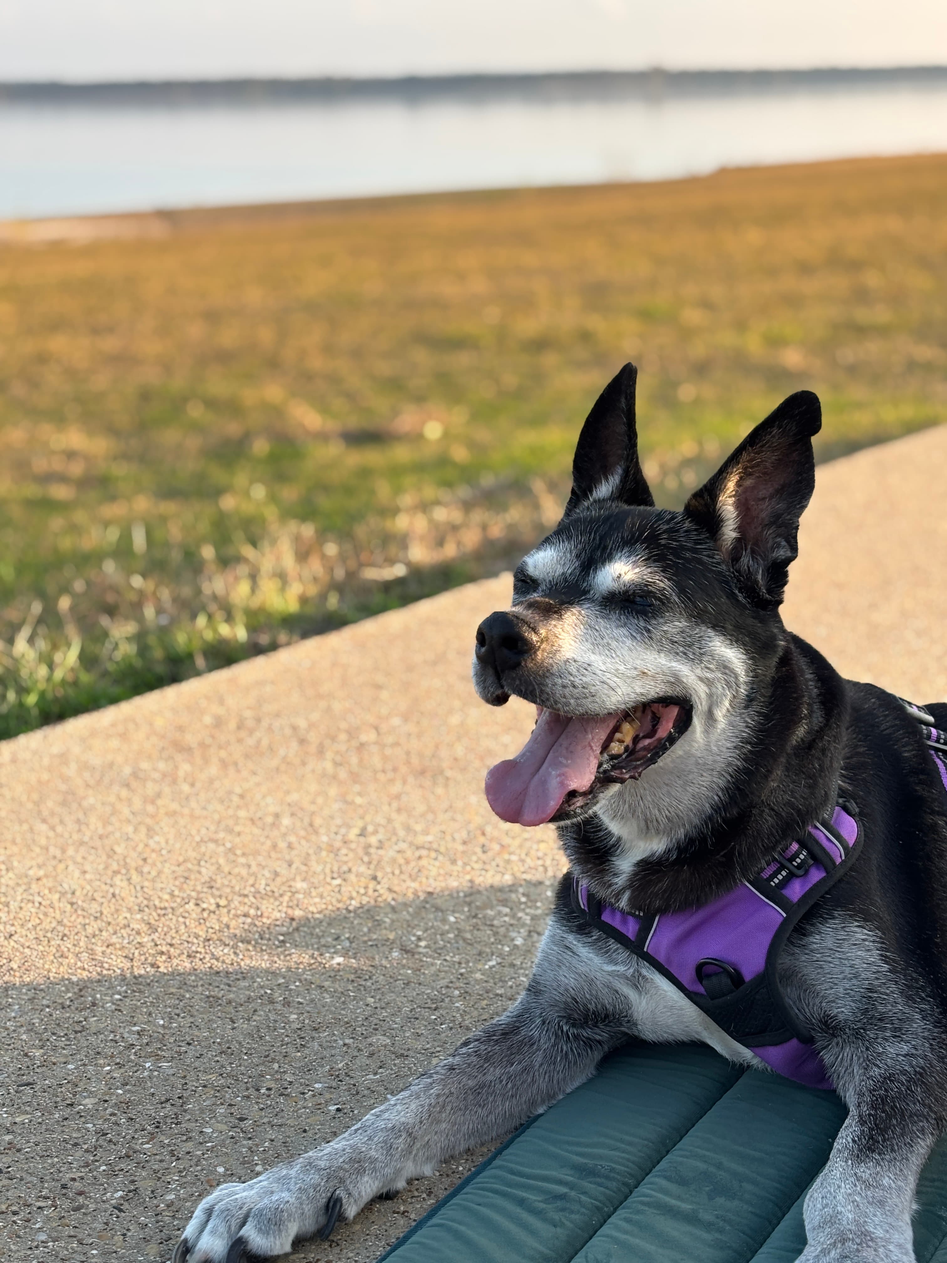 Memorial photo of Sable