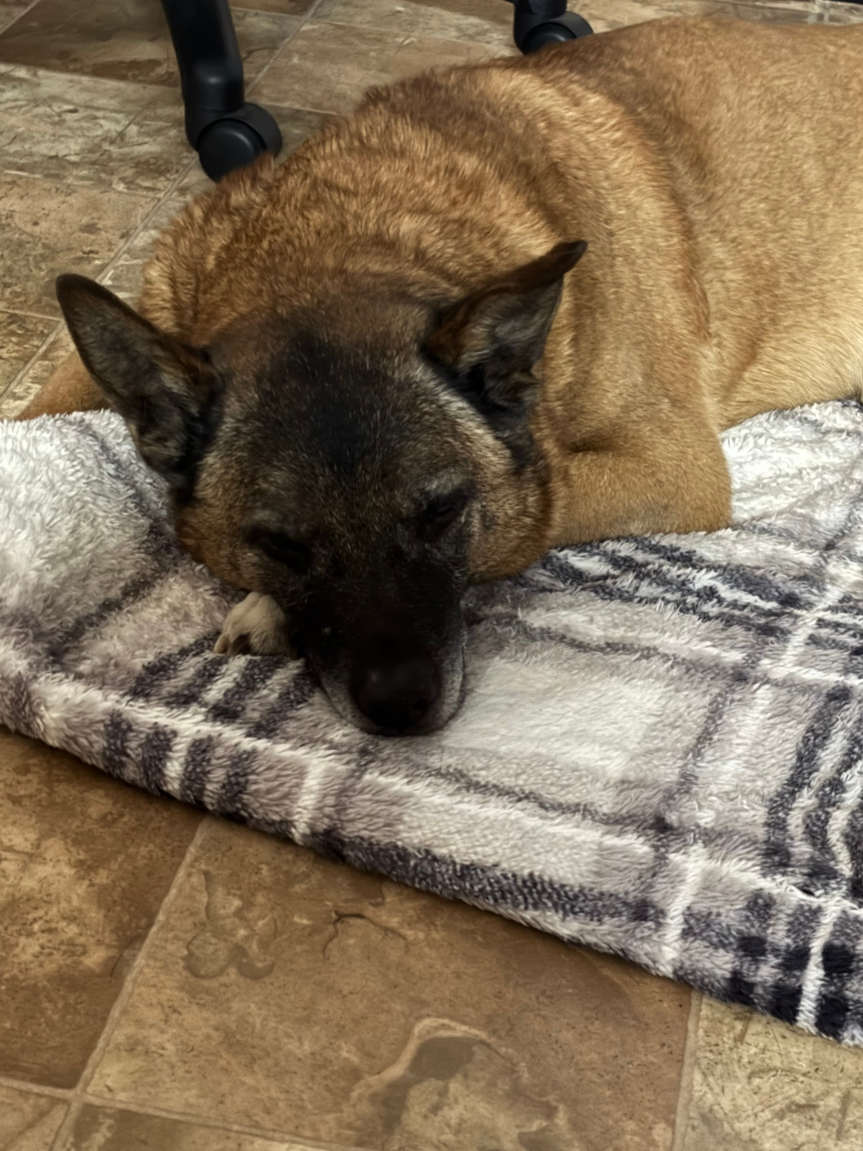 Memorial photo of Buddha