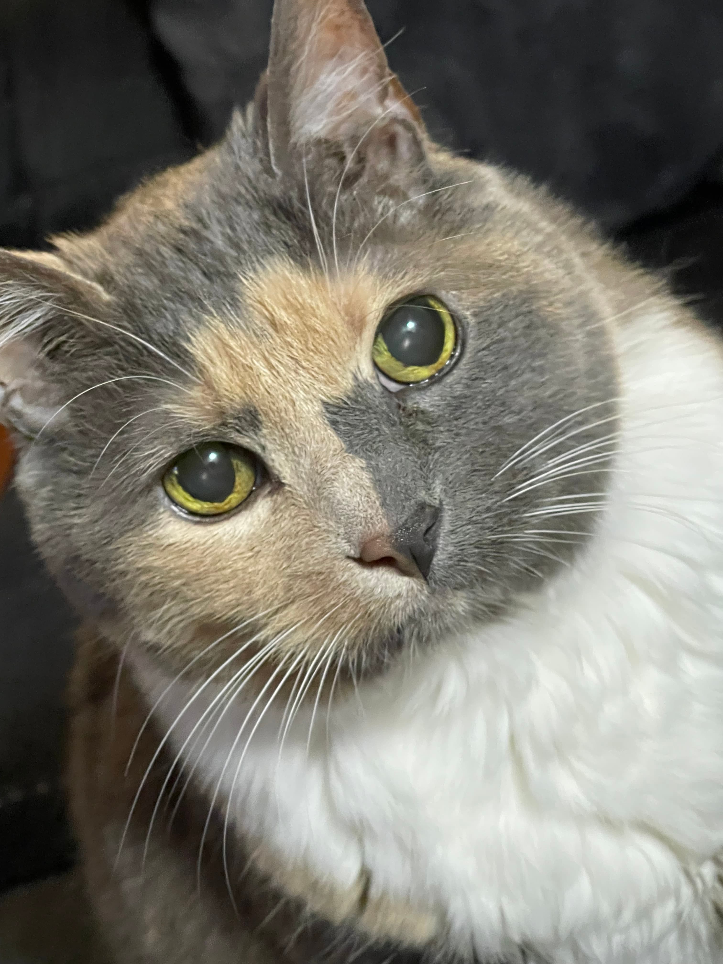 Memorial photo of Bella