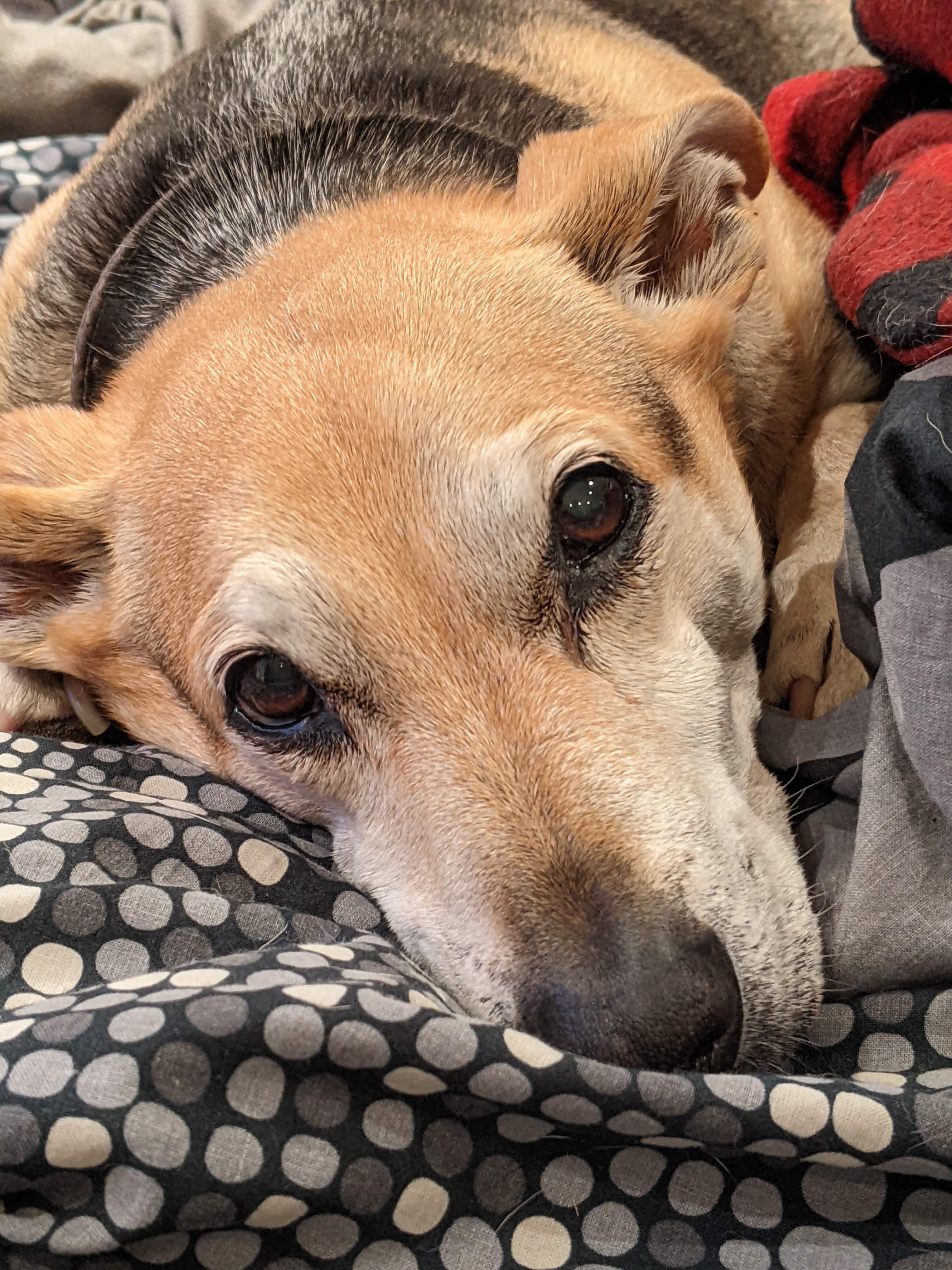 Memorial photo of Alvin