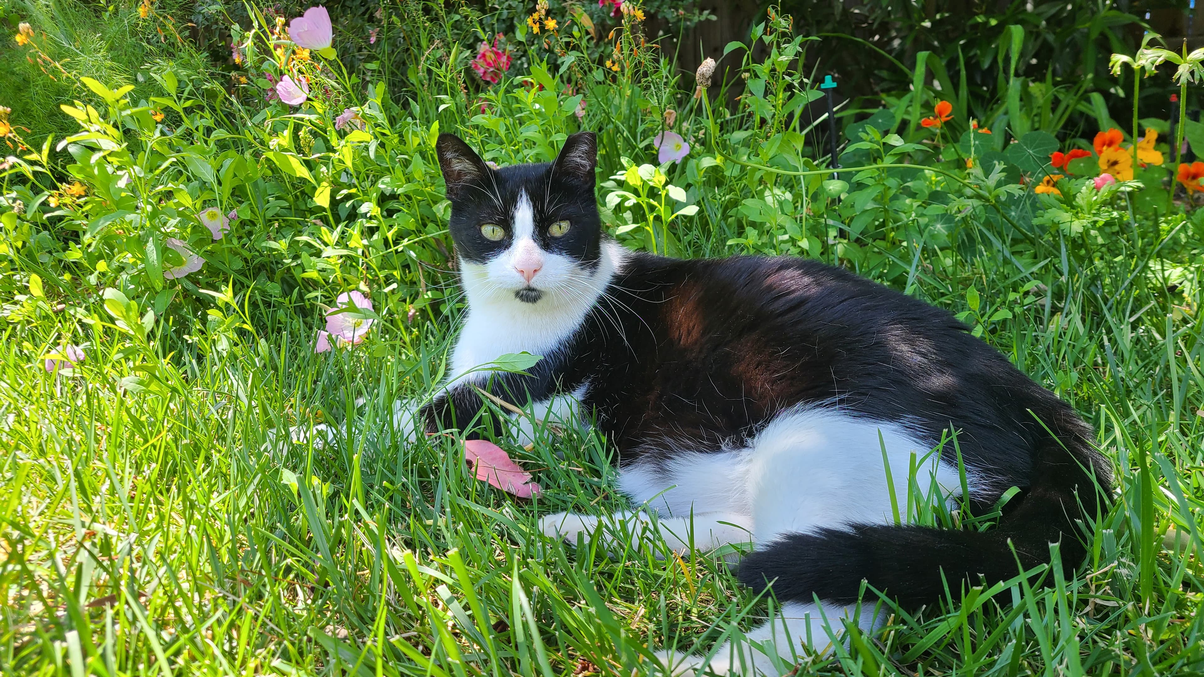 Memorial photo of Joey