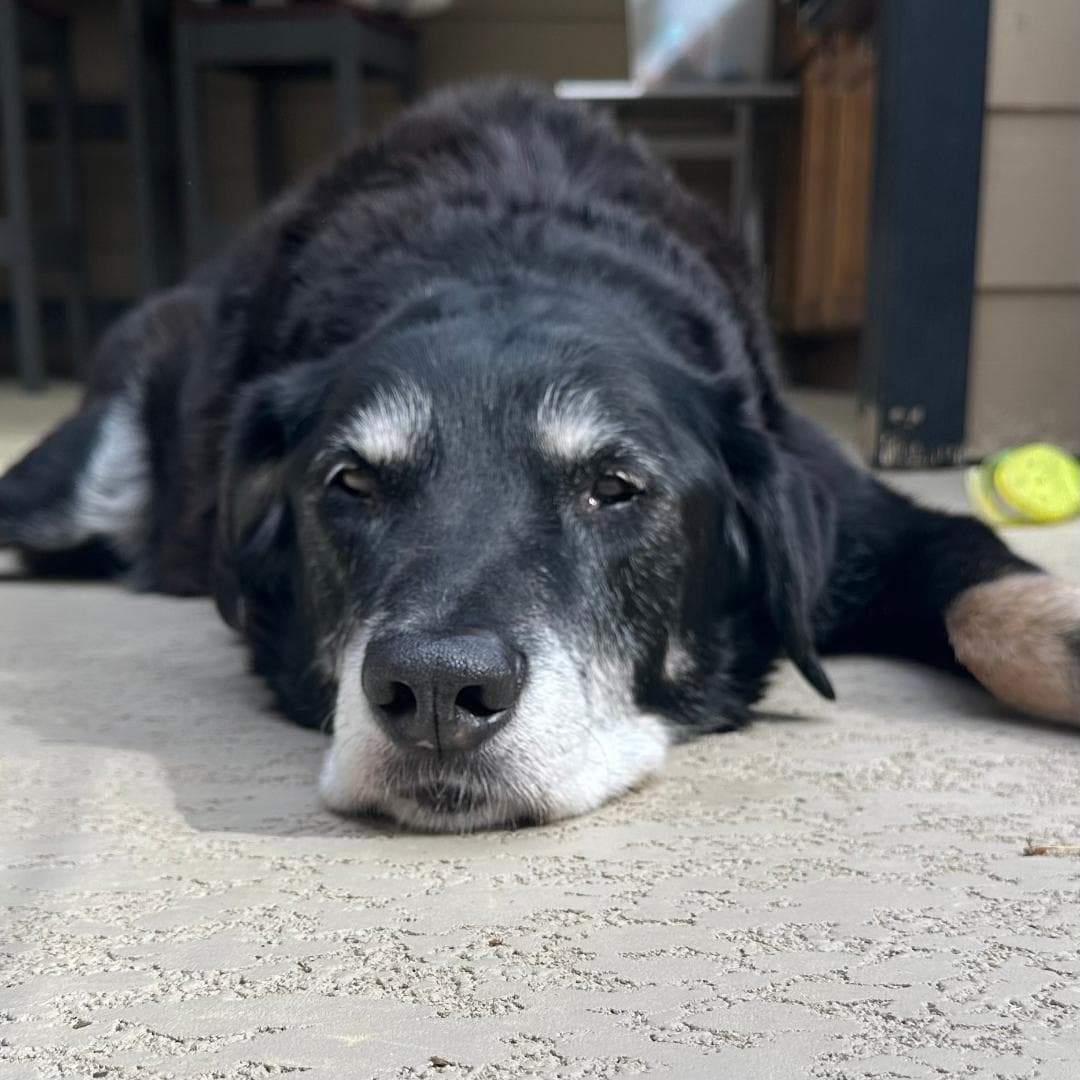 Memorial photo of Max