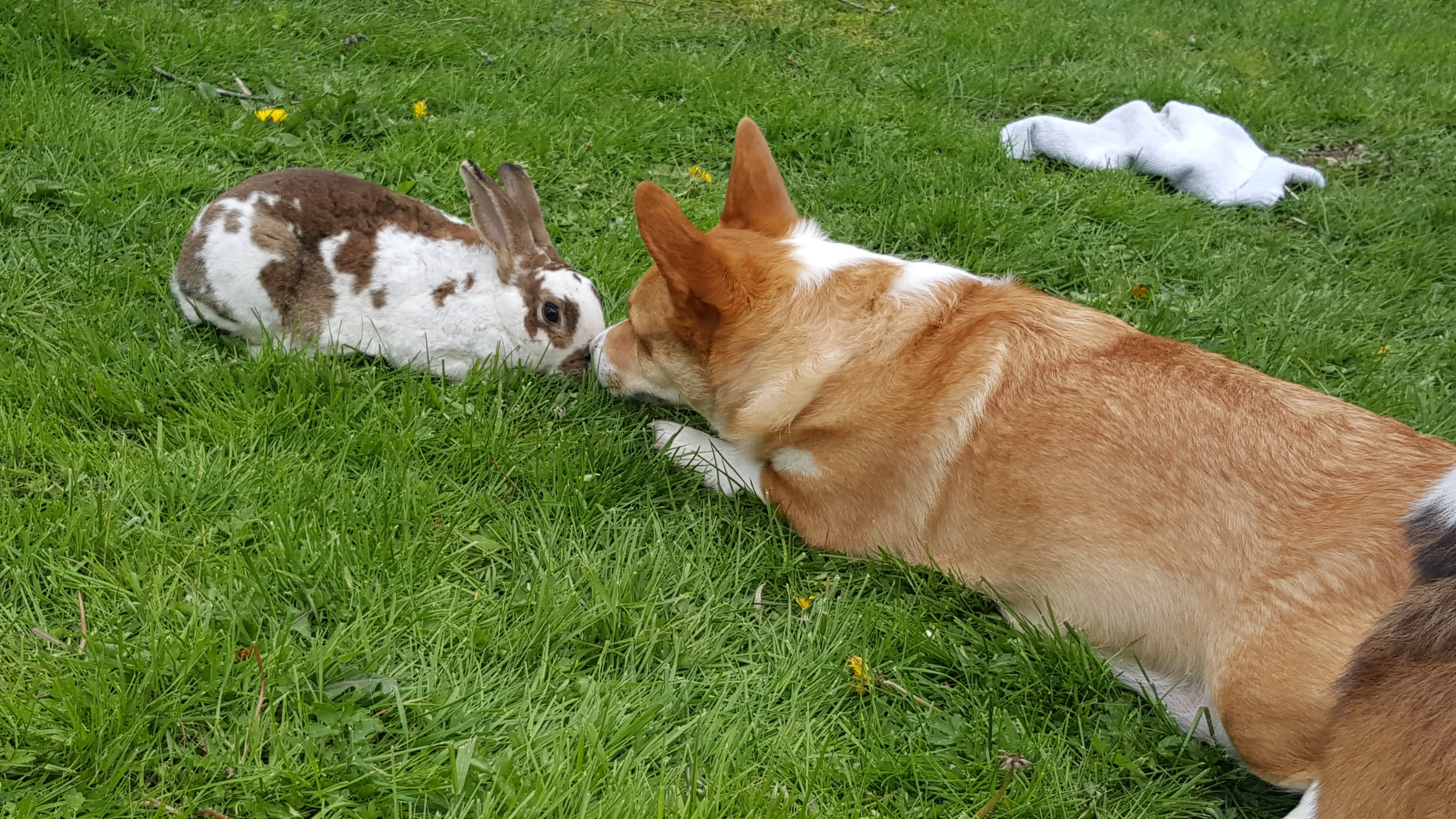 Memorial photo of Biscotti