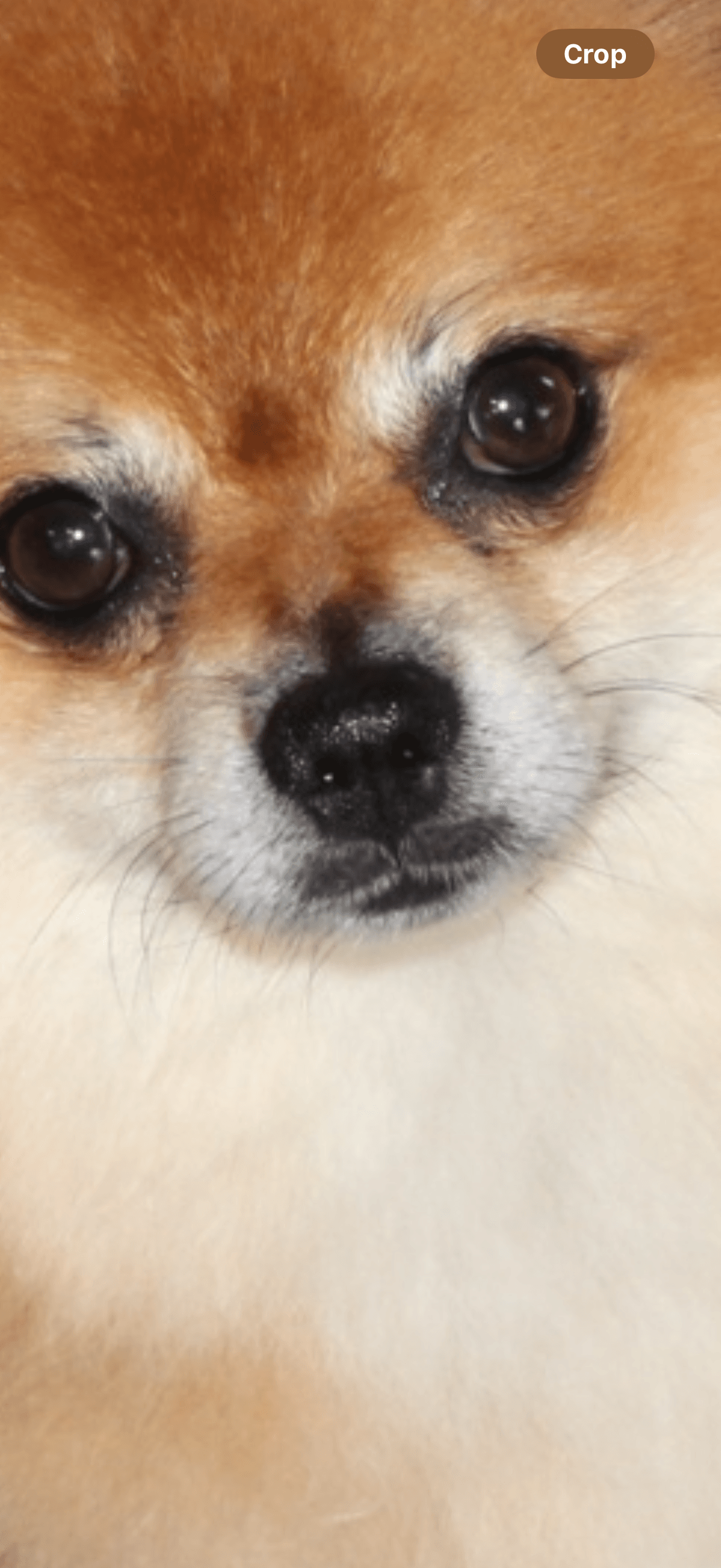 Memorial photo of Teddy