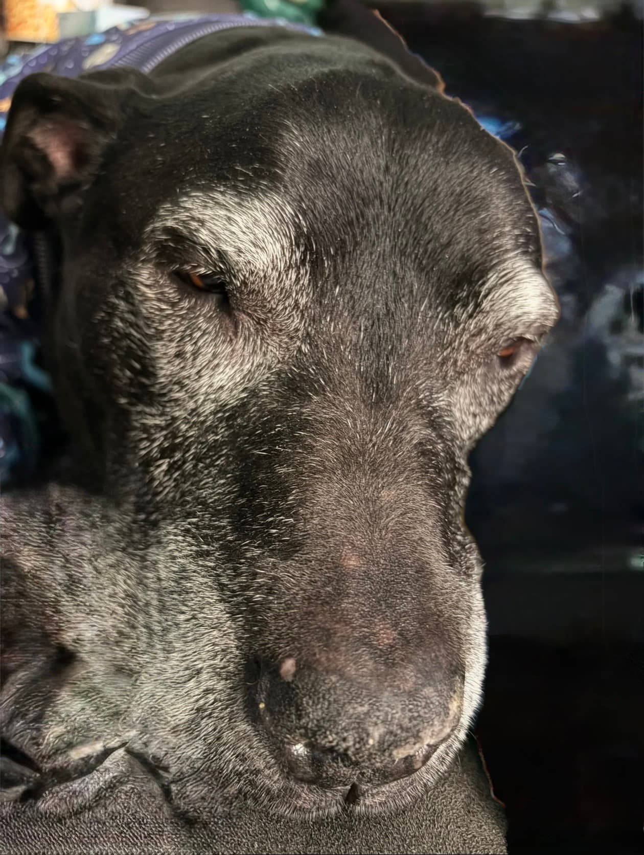 Memorial photo of Chunk
