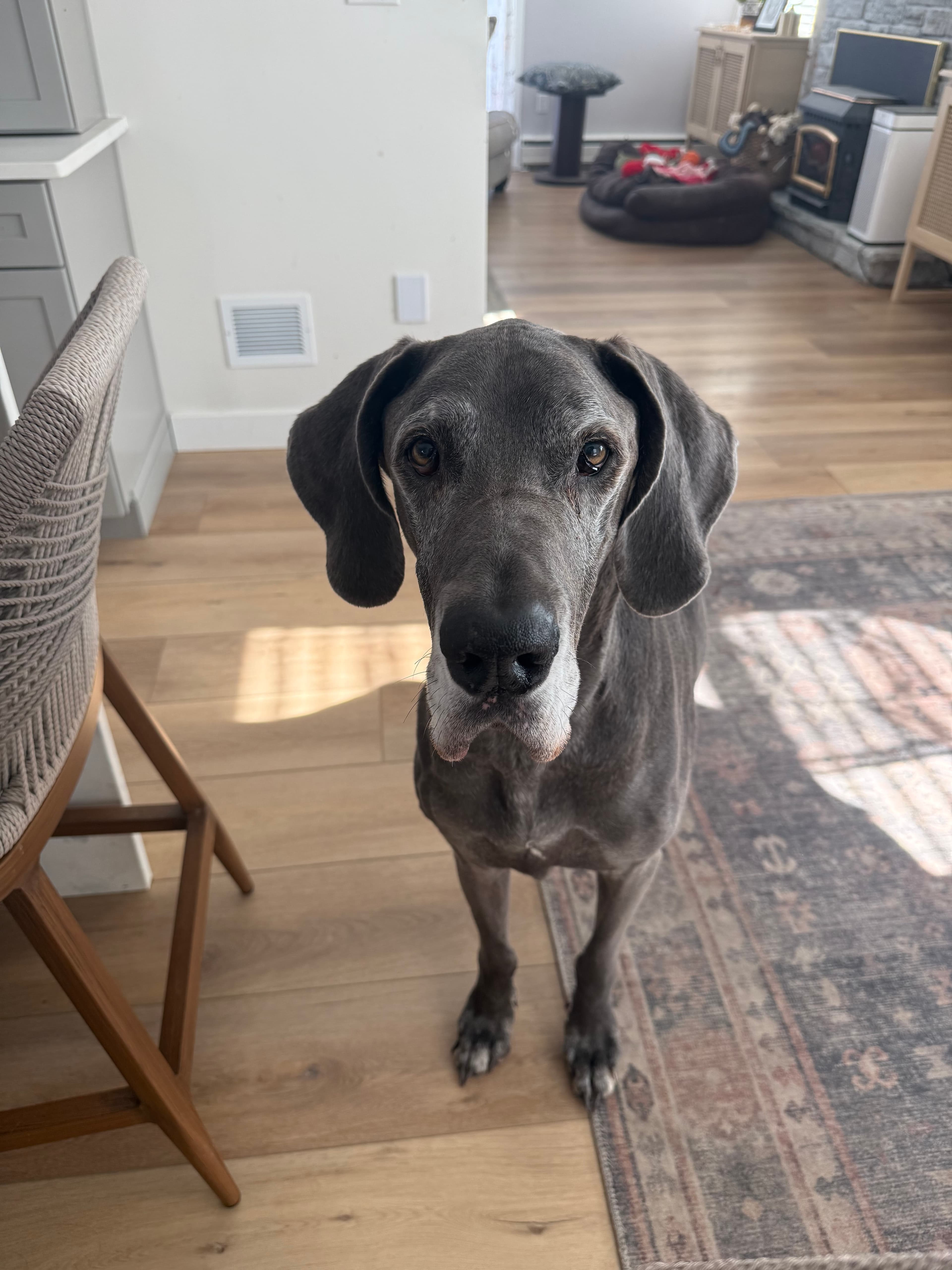 Memorial photo of Dax