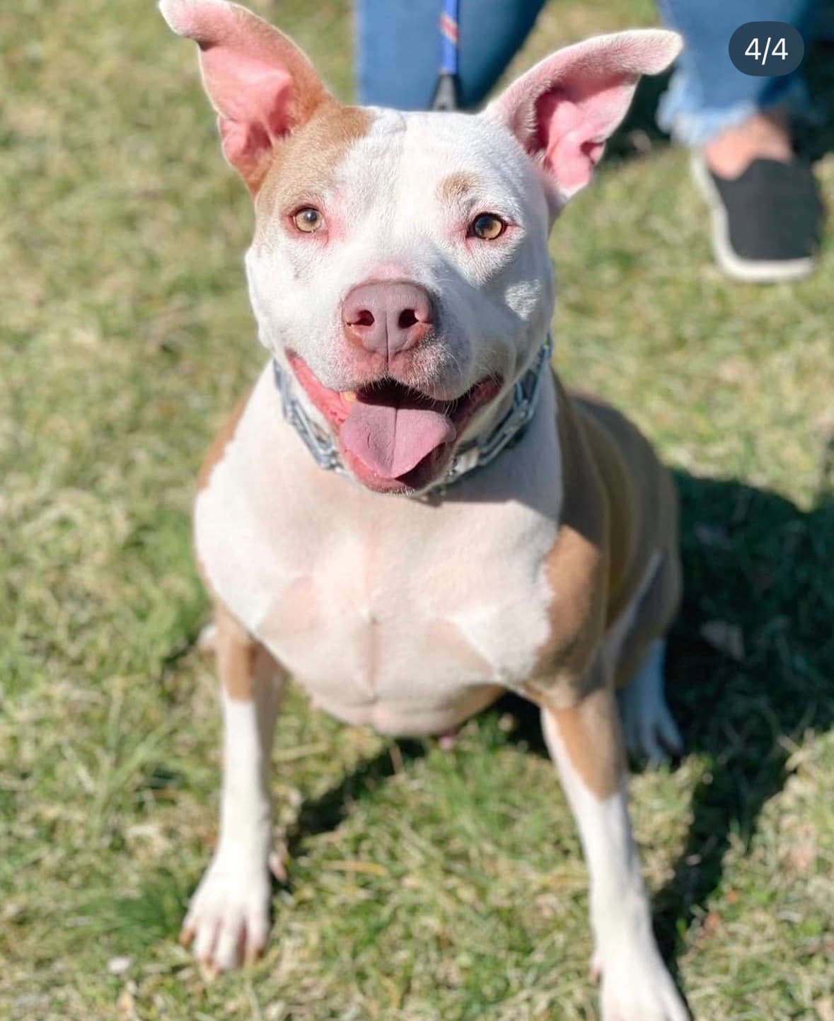 Memorial photo of Nova