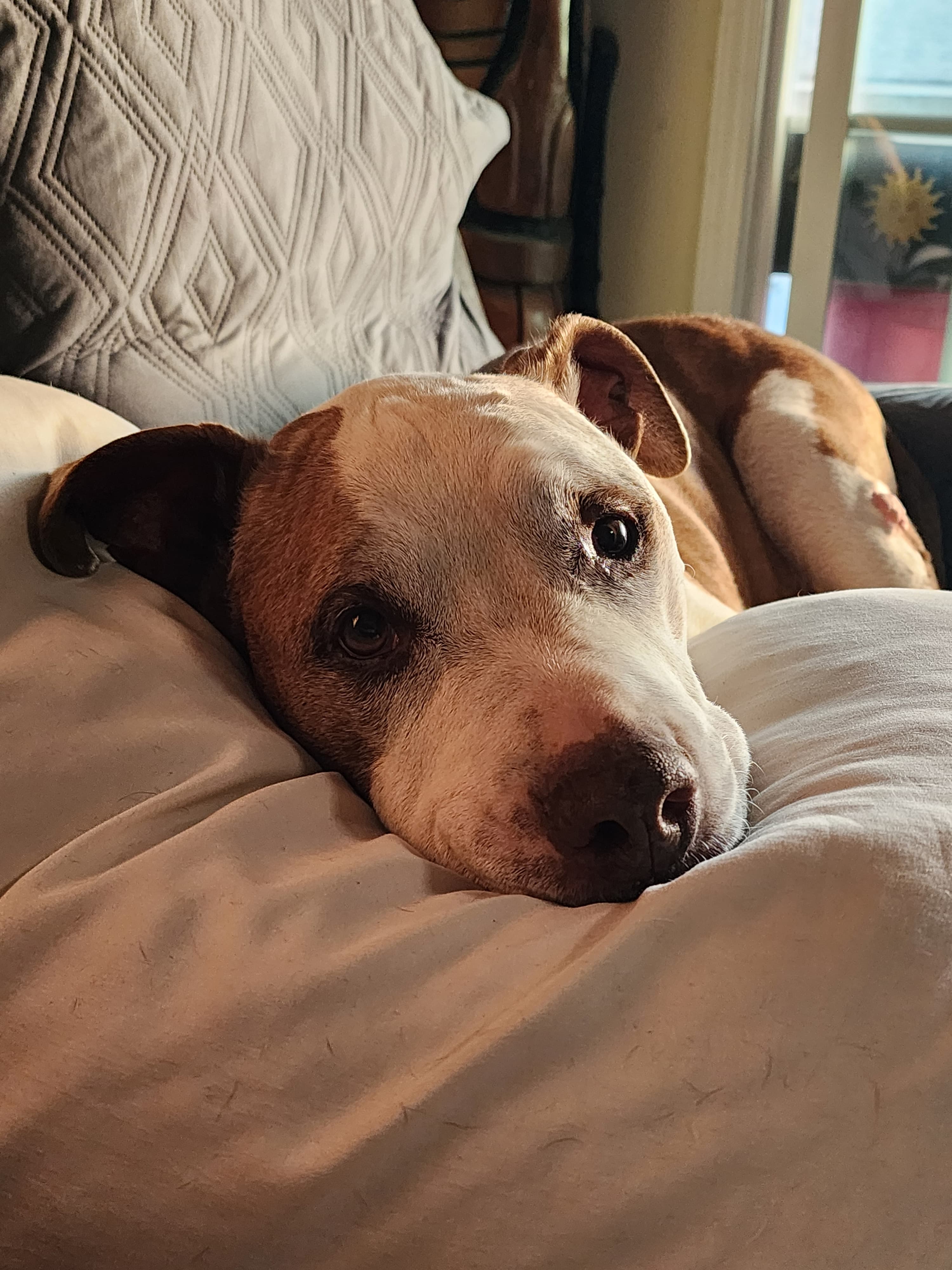 Memorial photo of Dodge