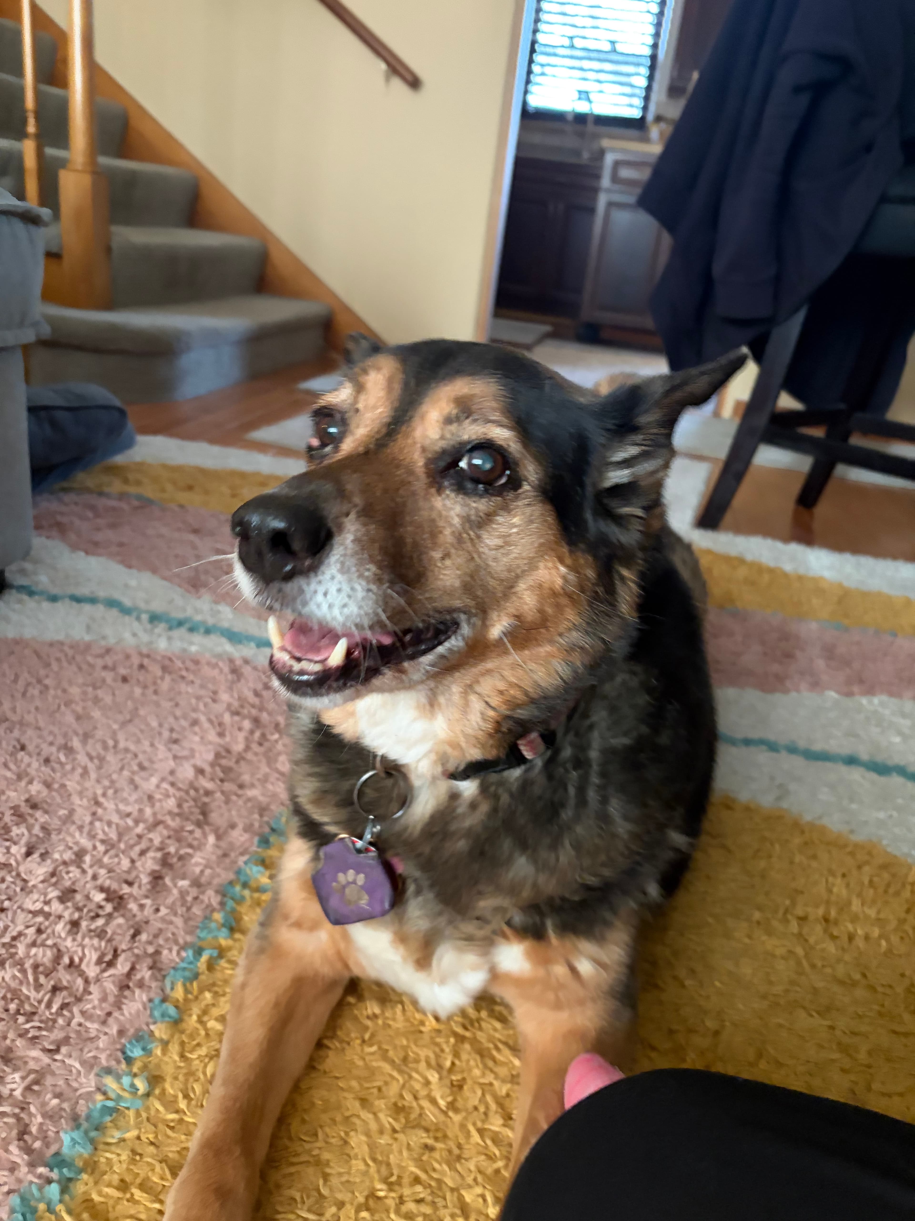 Memorial photo of Sienna