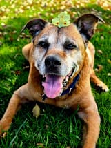 Memorial photo of Tank