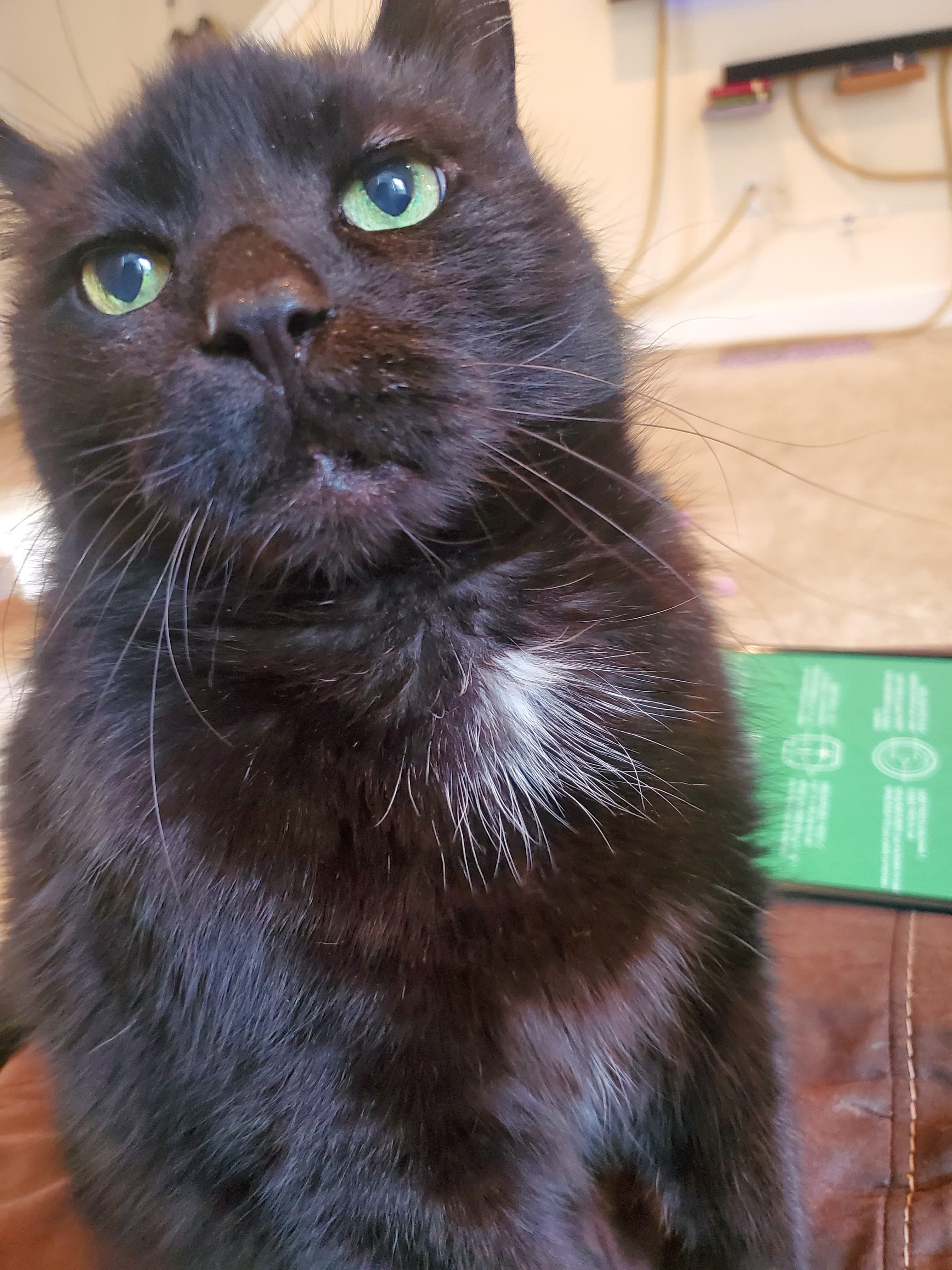 Memorial photo of Foxtrot