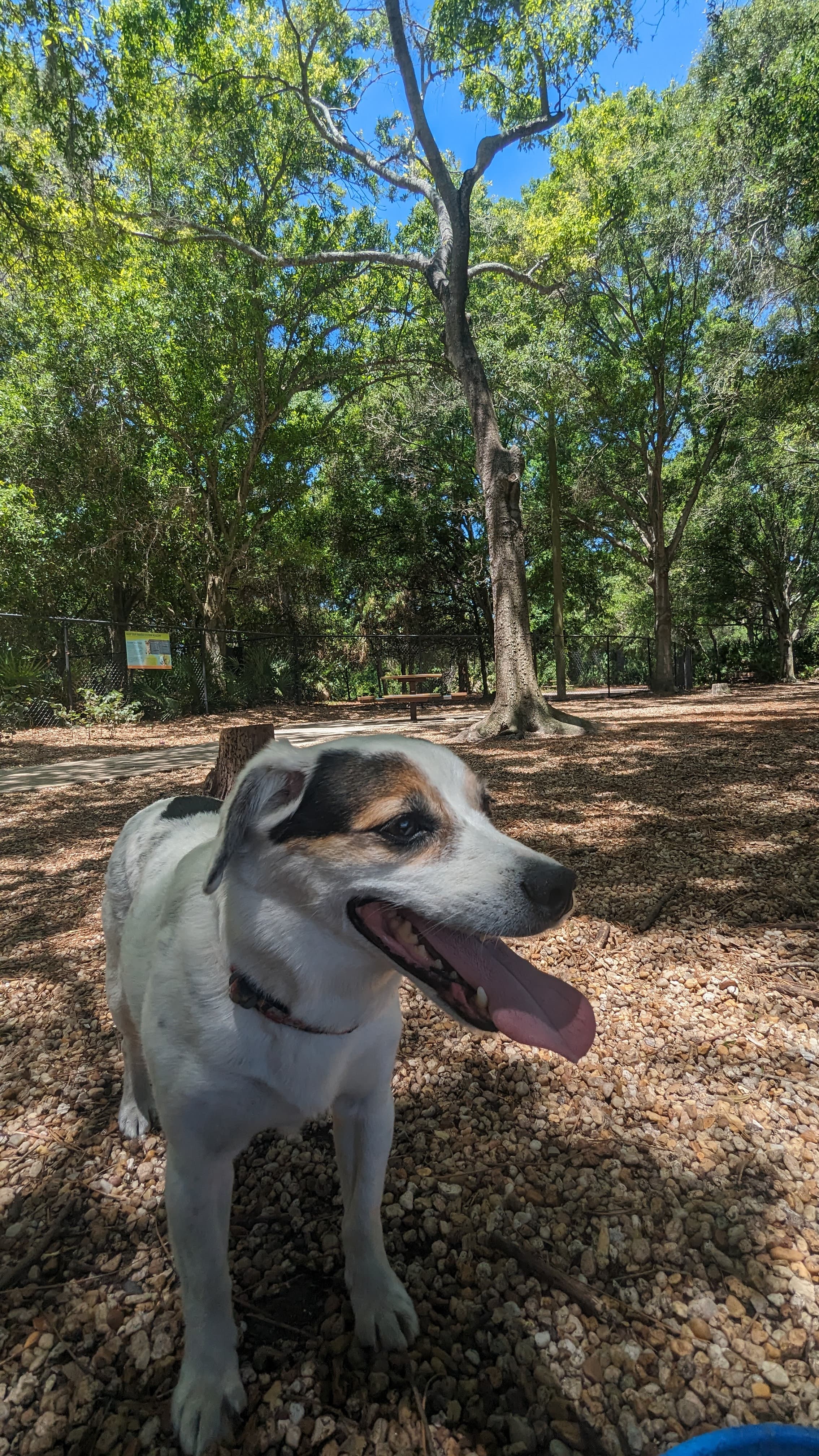 Memorial photo of Huckleberry