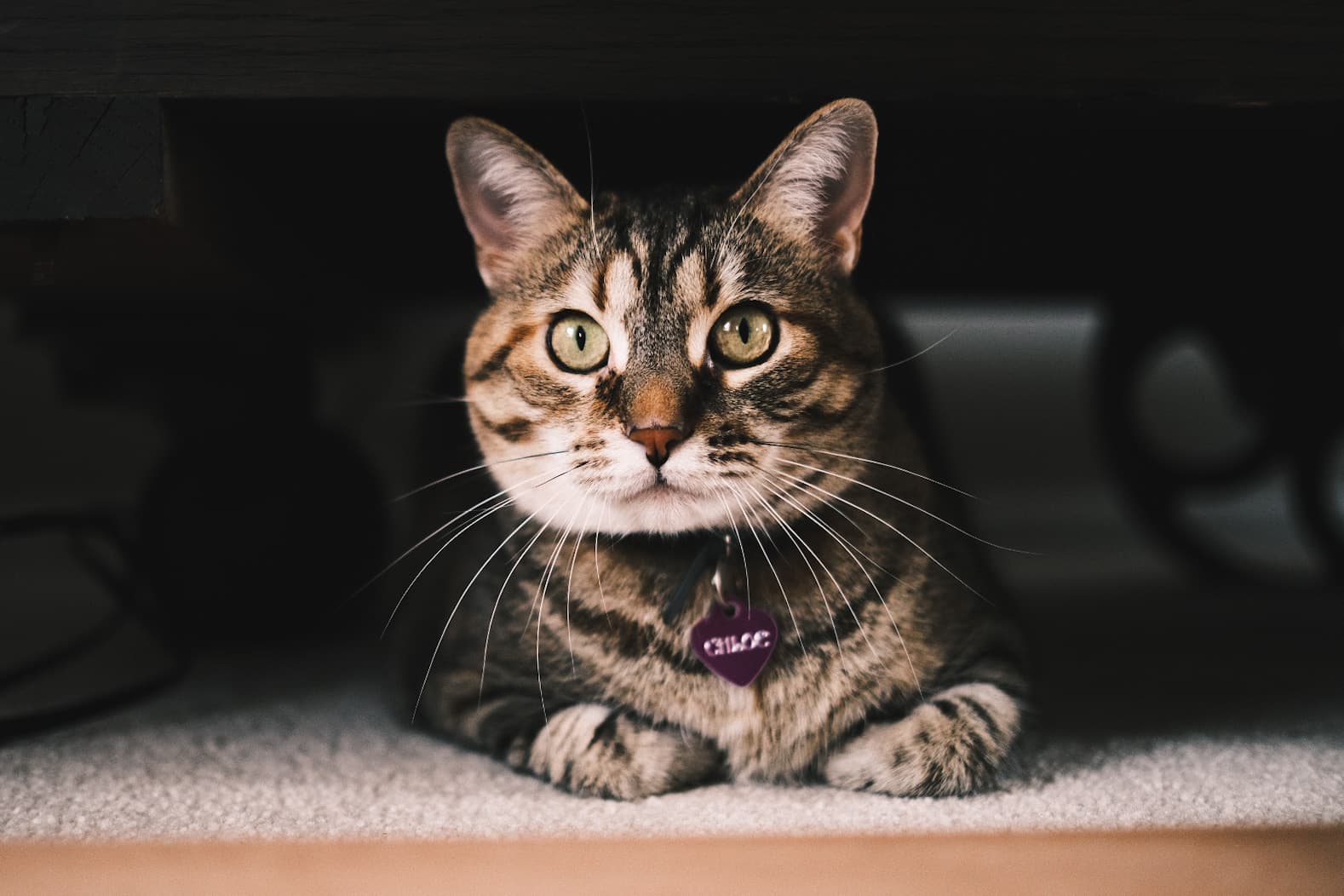 Memorial photo of Chloe