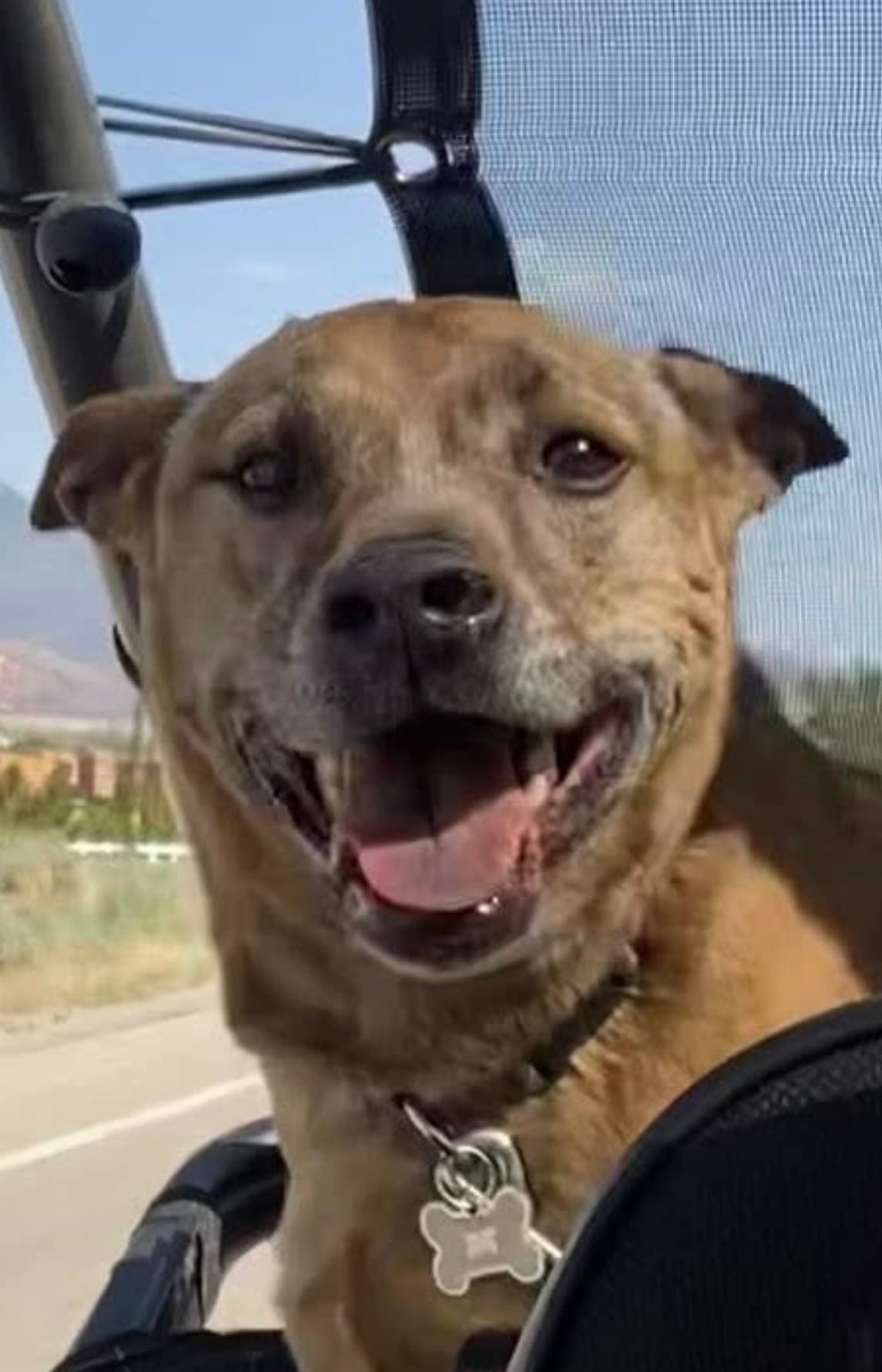Memorial photo of Penny