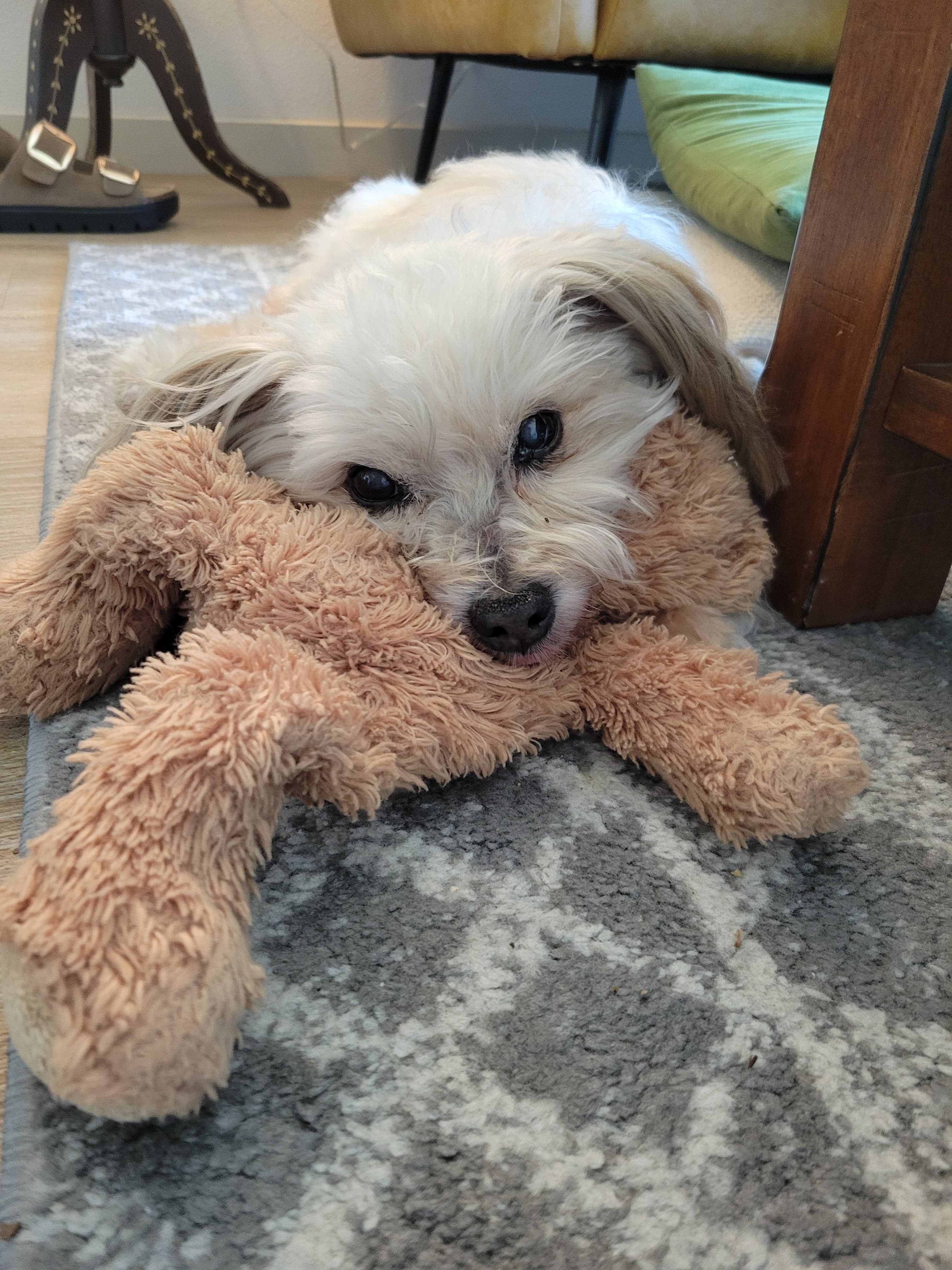 Memorial photo of Oliver