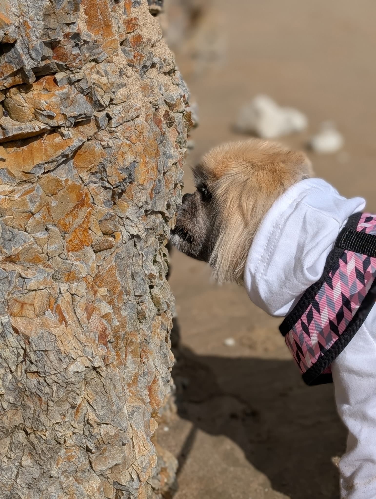 Memorial photo of CocoLee