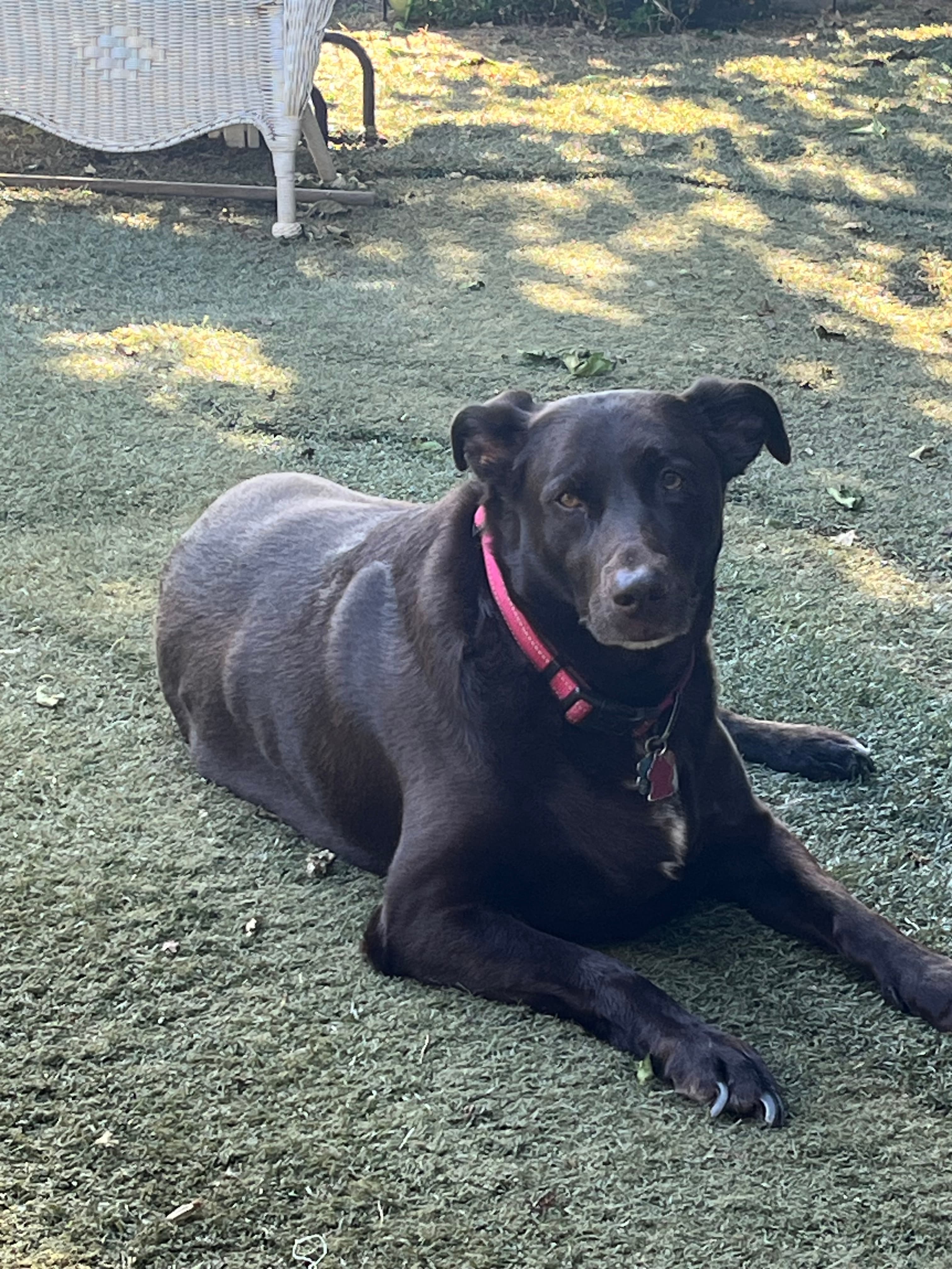 Memorial photo of Chloe