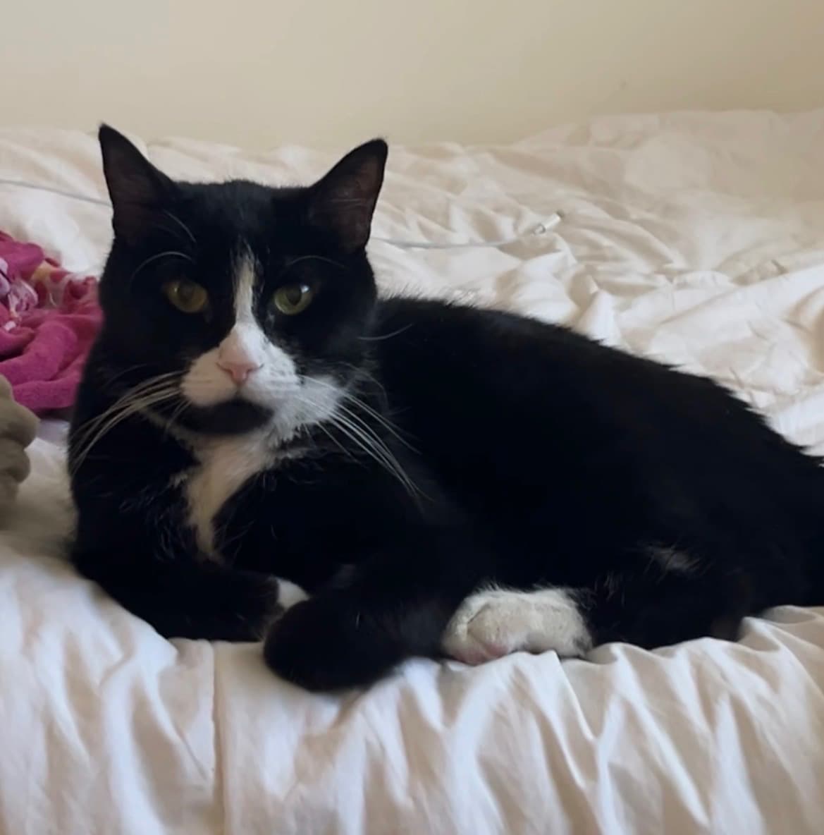 Memorial photo of Kitty