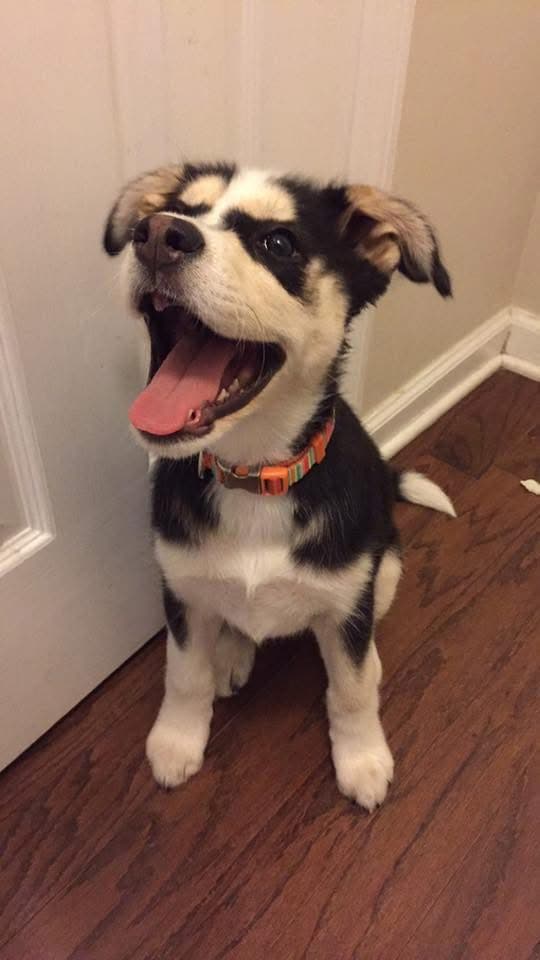 Memorial photo of Luna