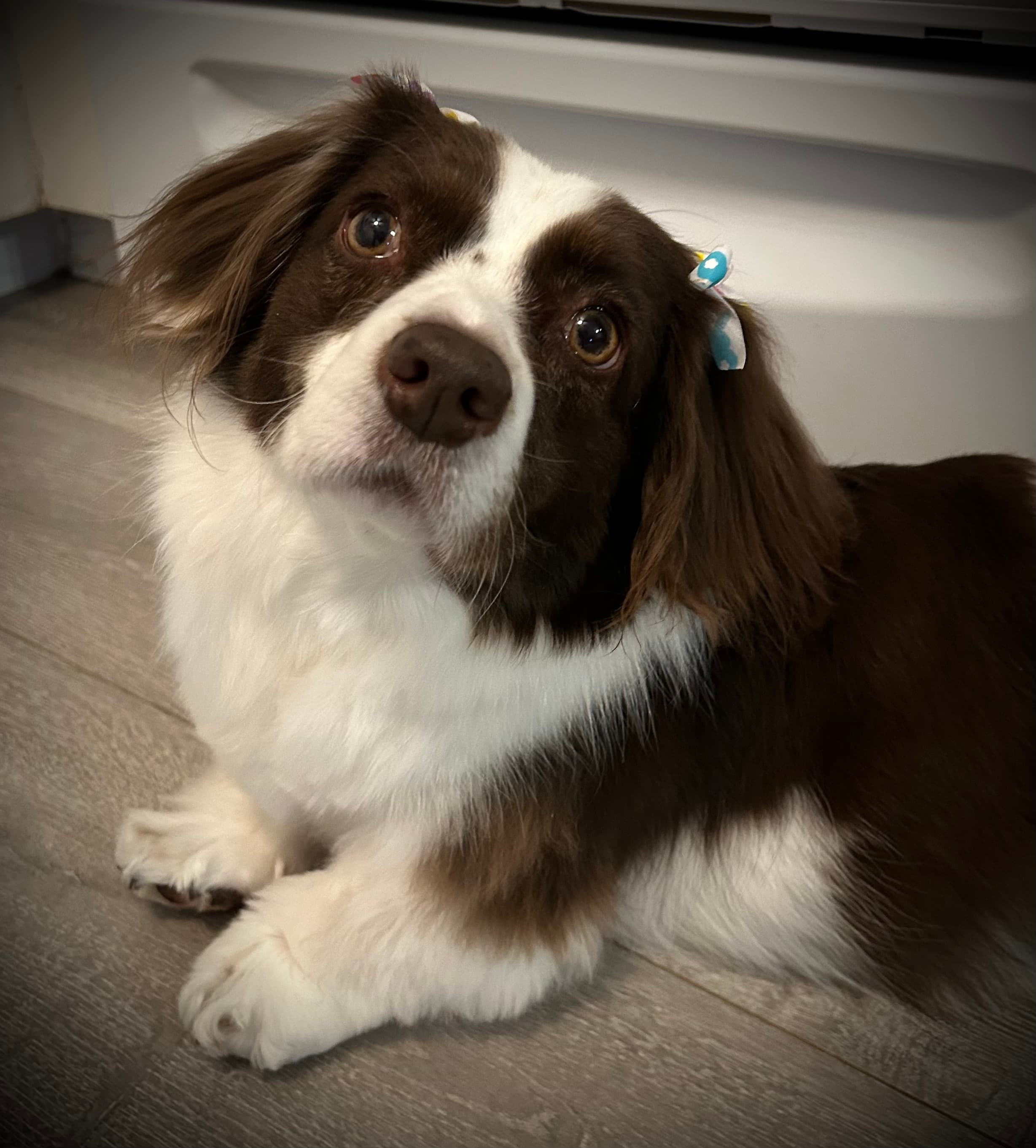 Memorial photo of Lucy