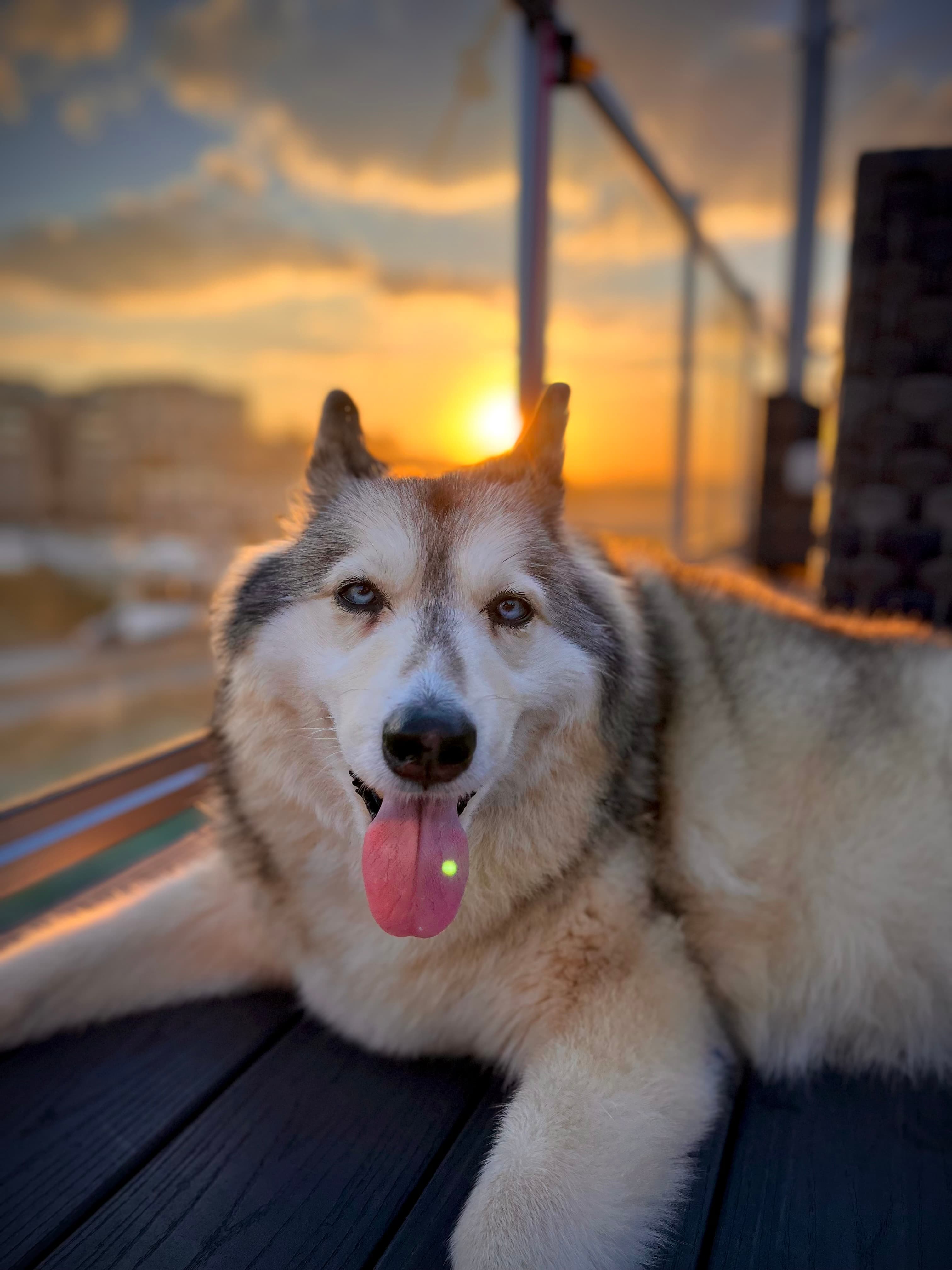Memorial photo of Belle