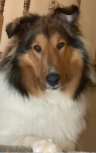 Memorial photo of Ruger