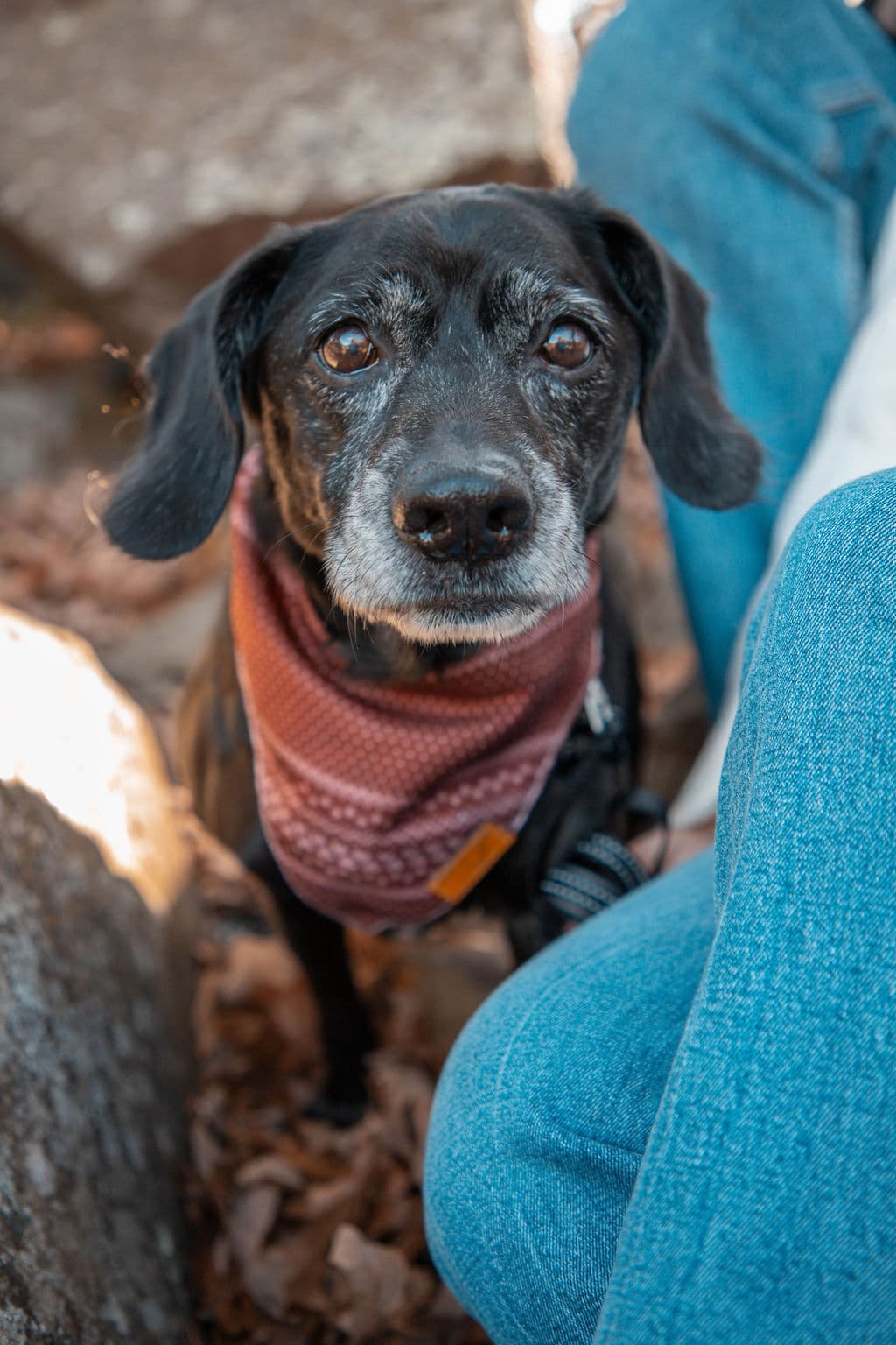 Memorial photo of Finn