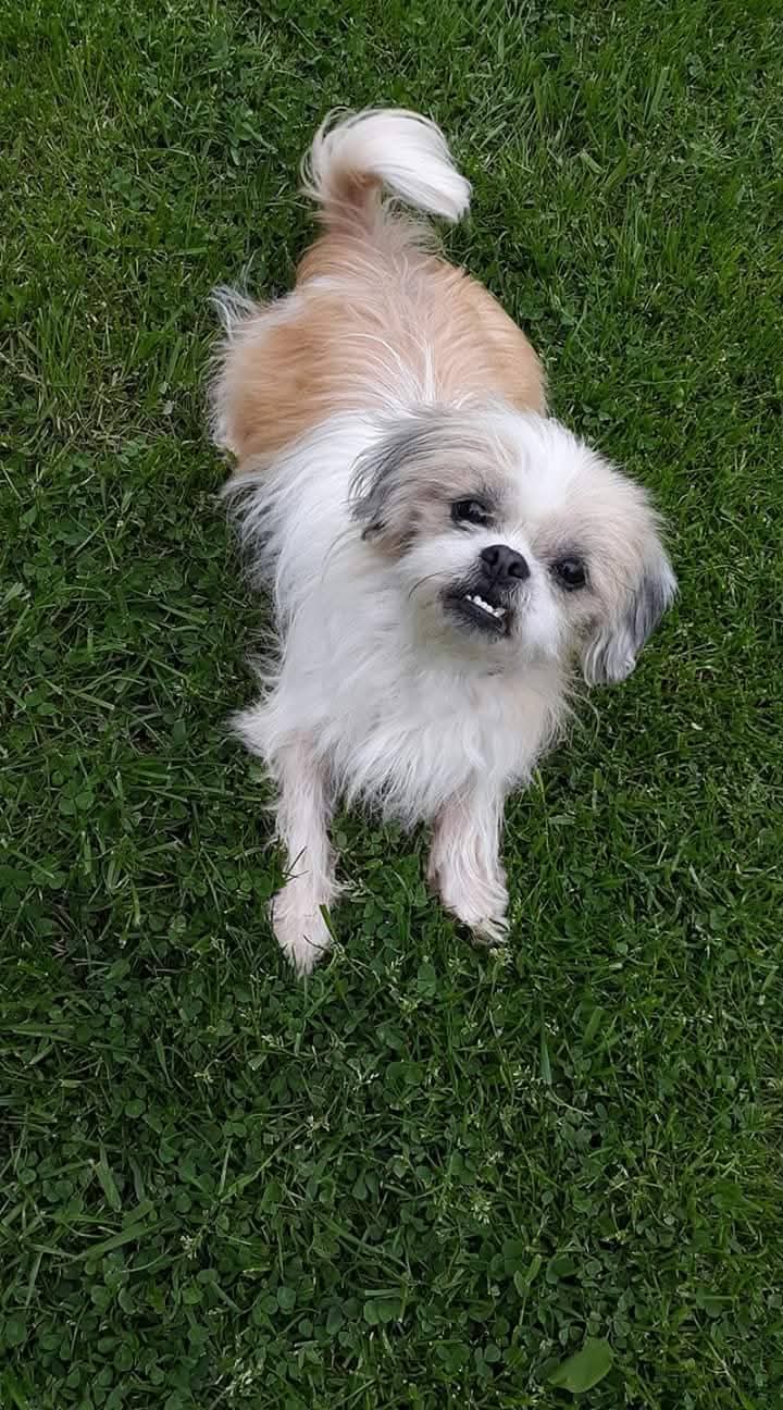 Memorial photo of Charlie