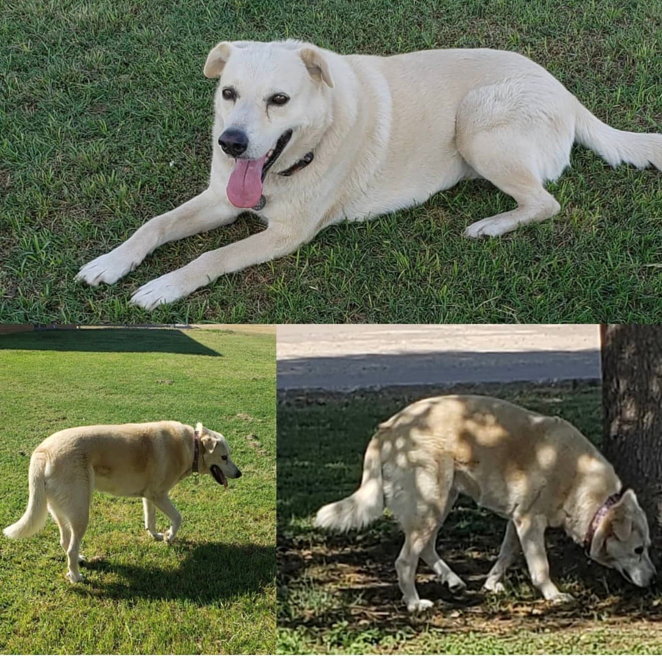 Memorial photo of Abby