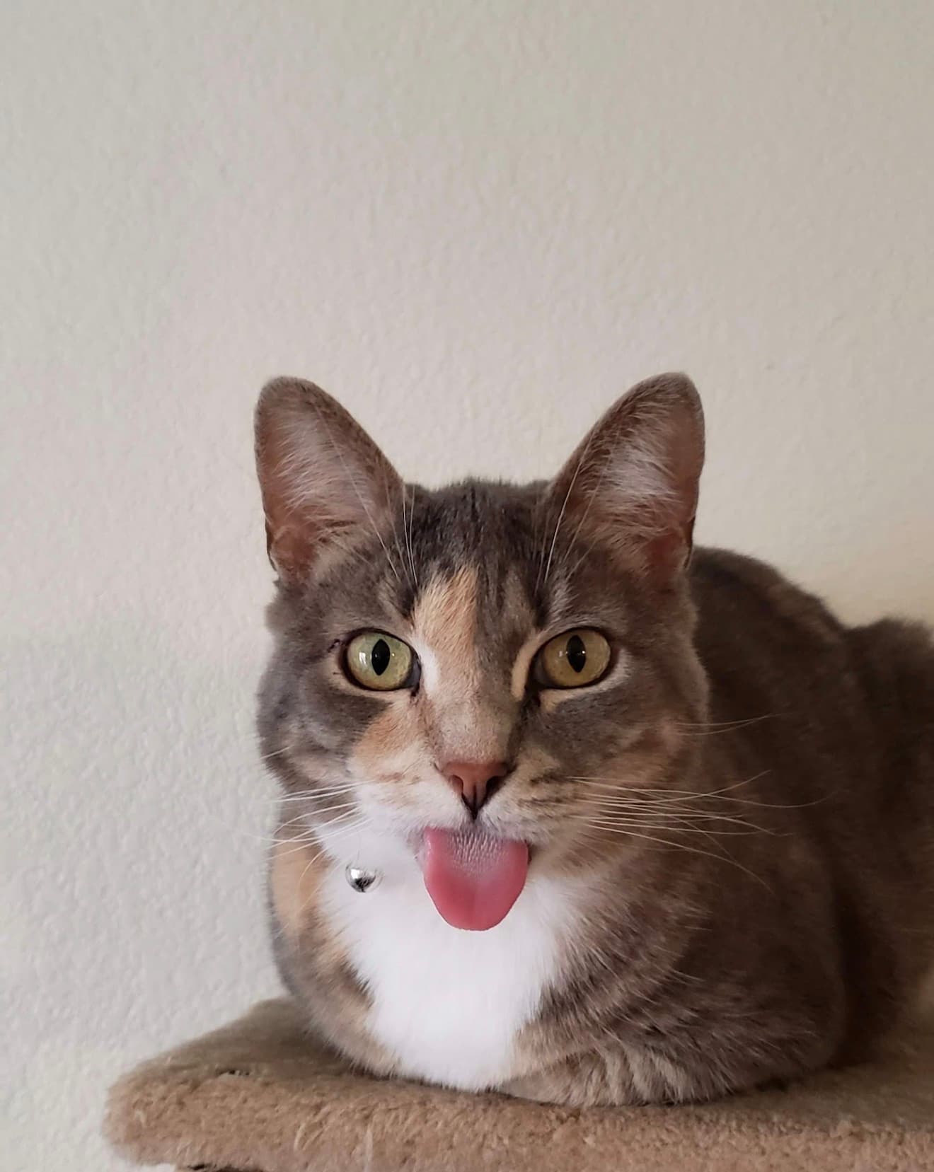 Memorial photo of Poopoocachoopee