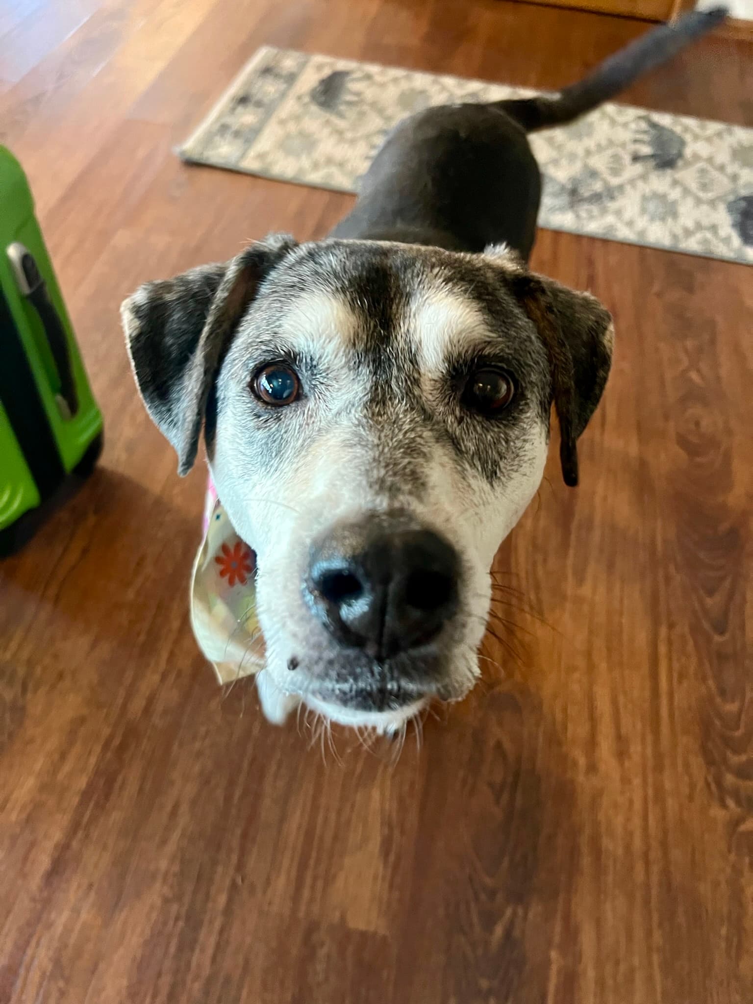 Memorial photo of Millie