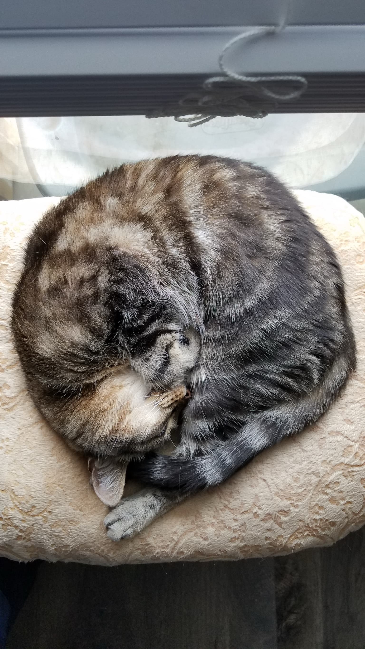 Memorial photo of Tigress