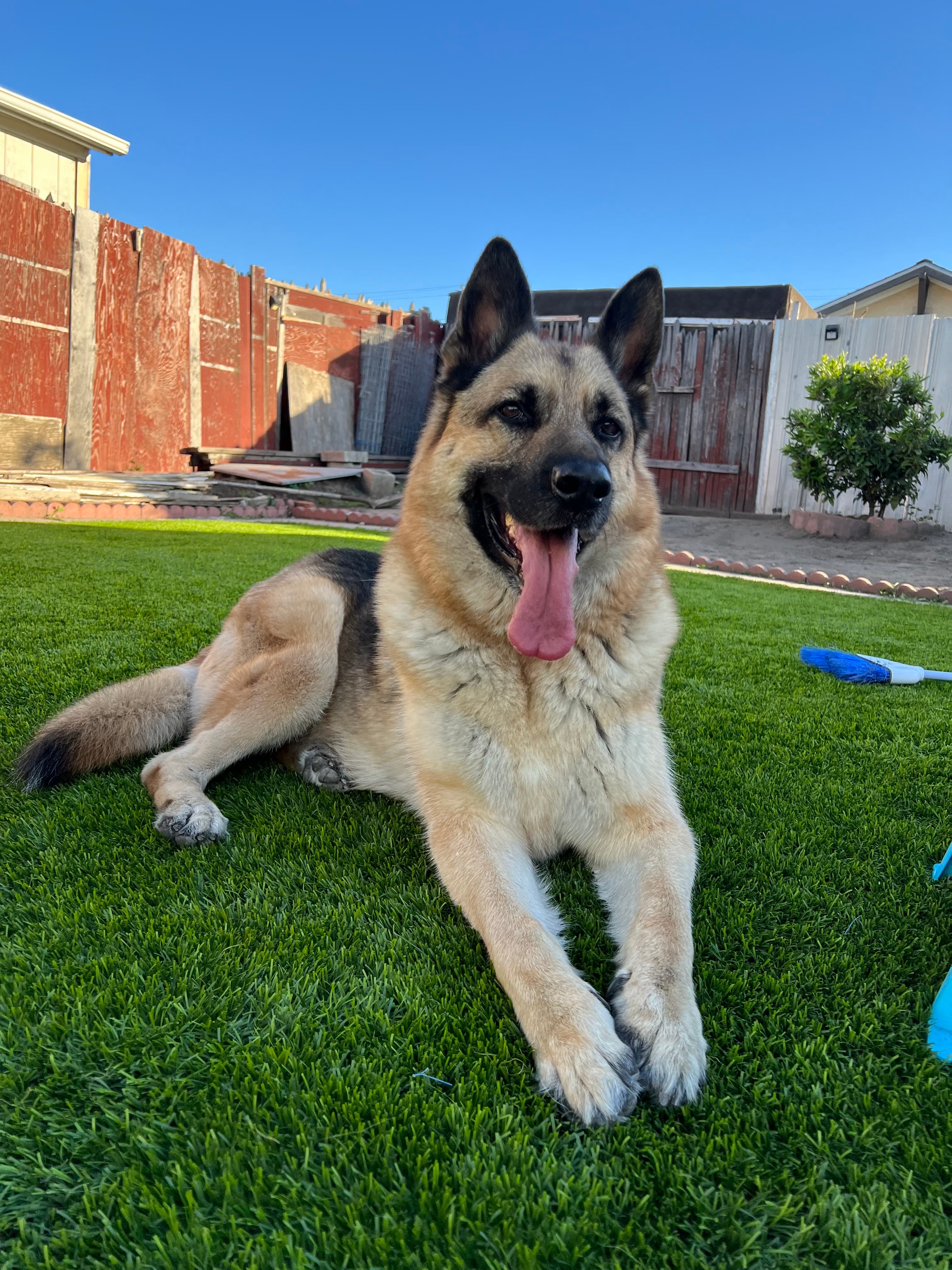 Memorial photo of Cozy