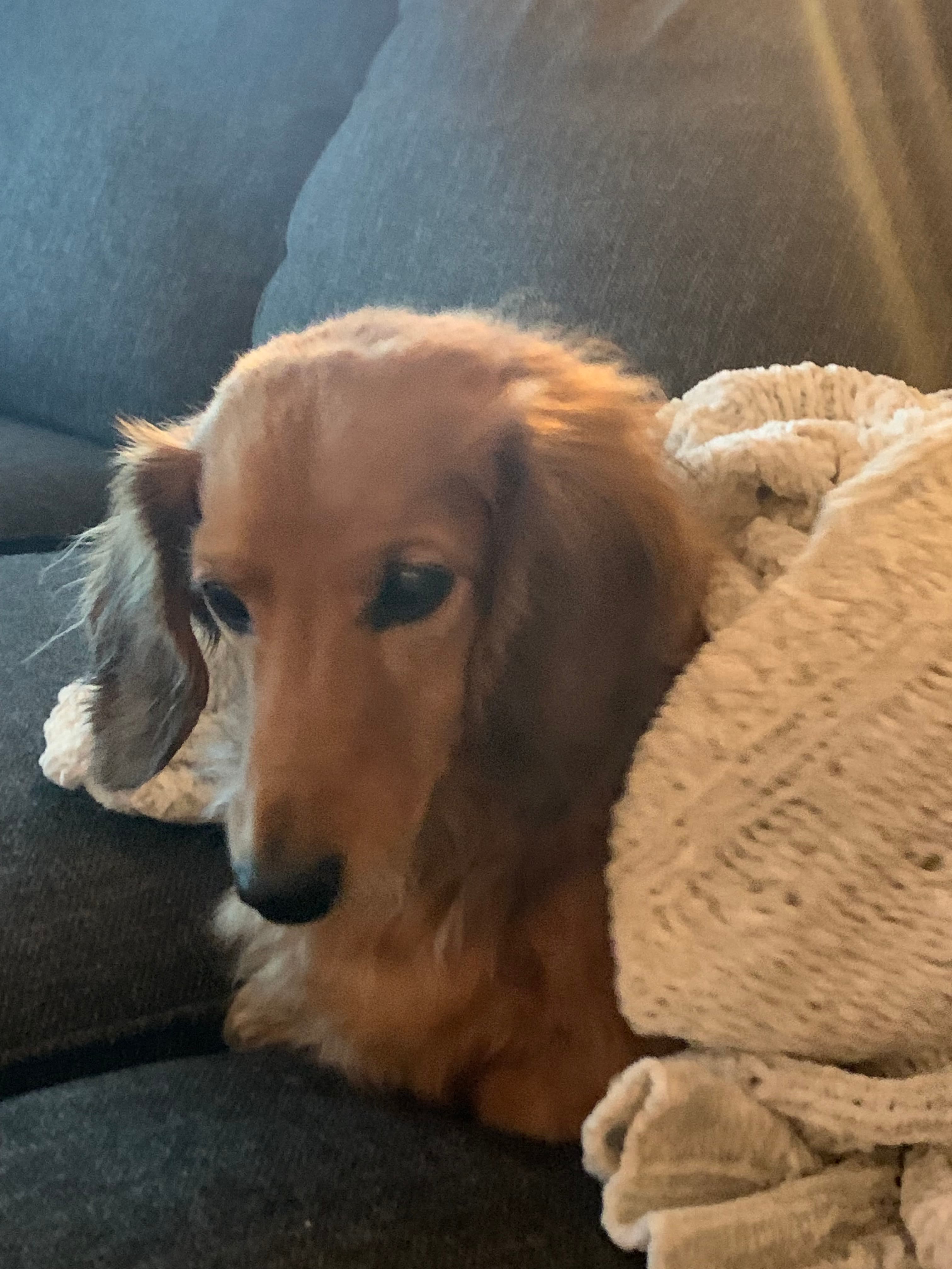 Memorial photo of Teddy
