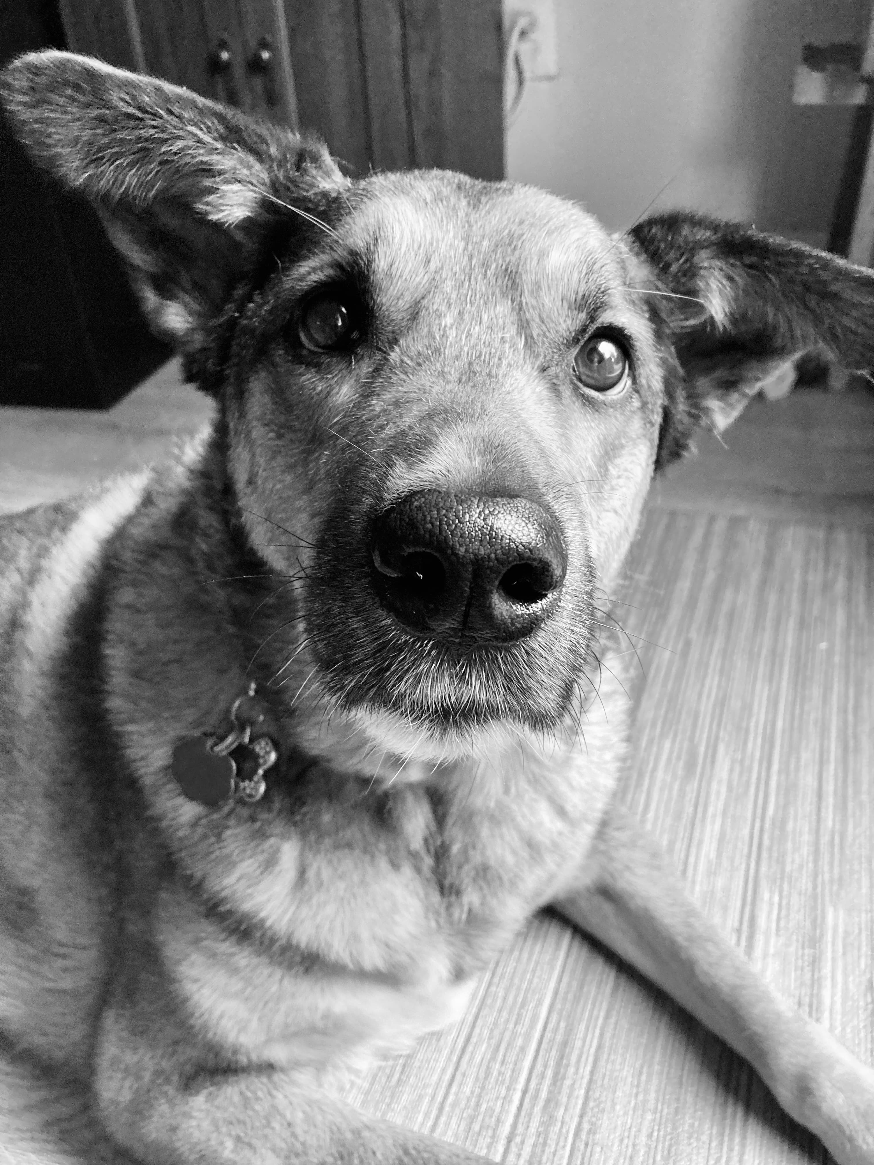 Memorial photo of Charlie