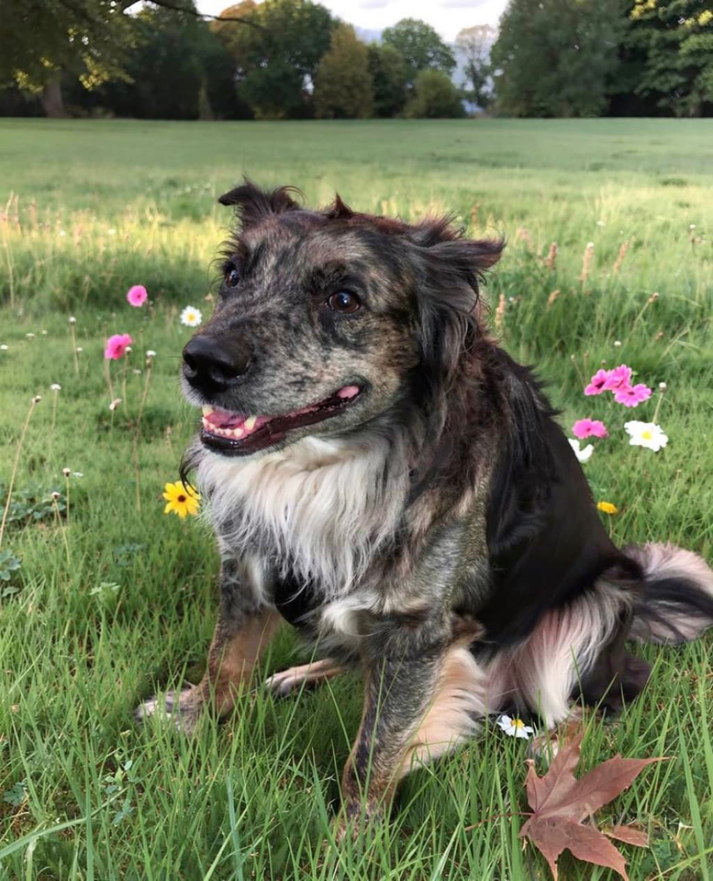 Memorial photo of Bindi