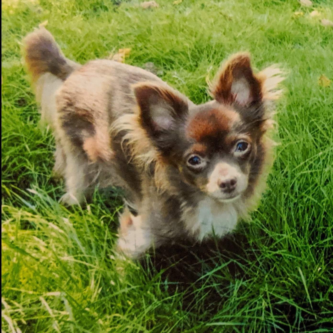 Memorial photo of Teddy