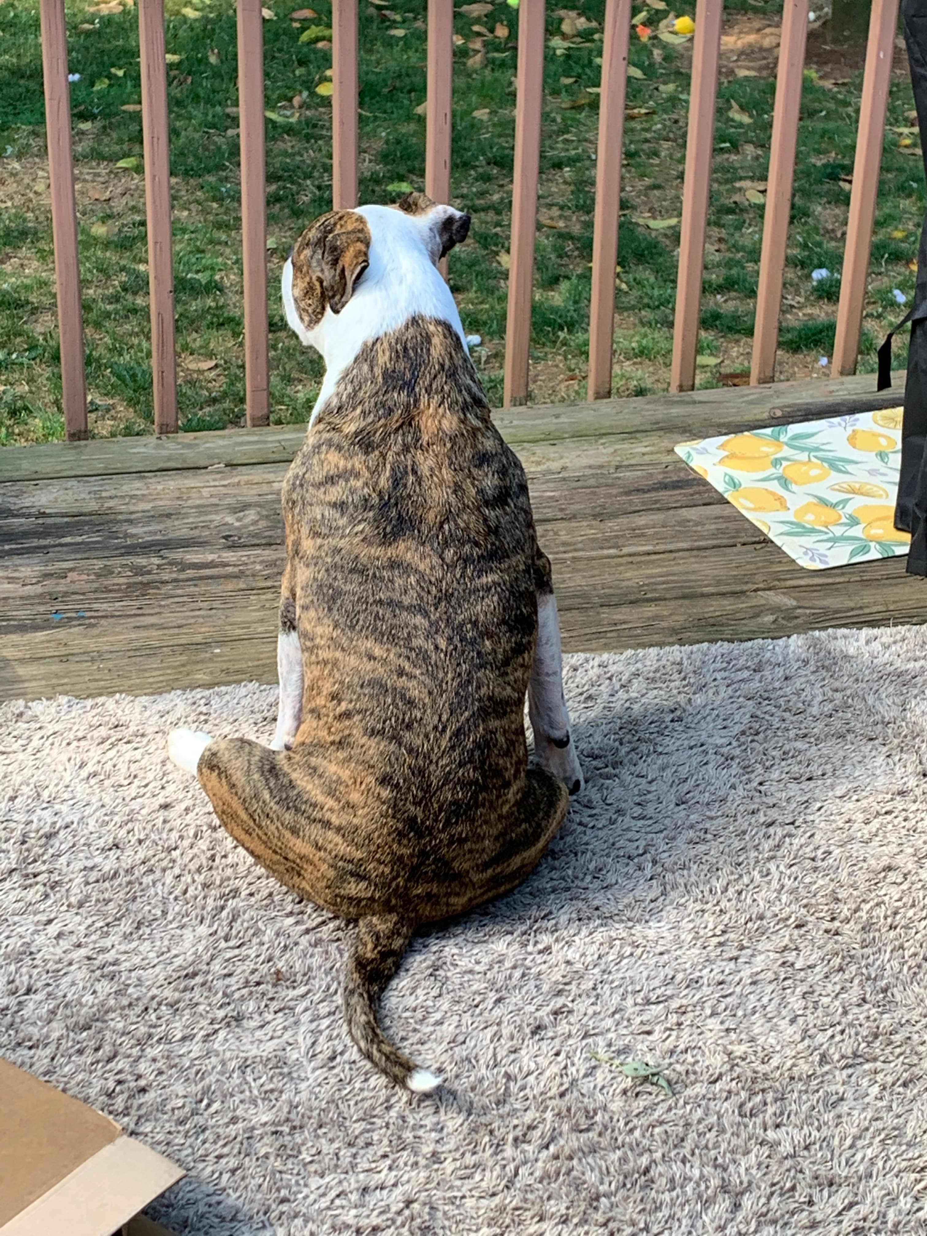 Memorial photo of Chance