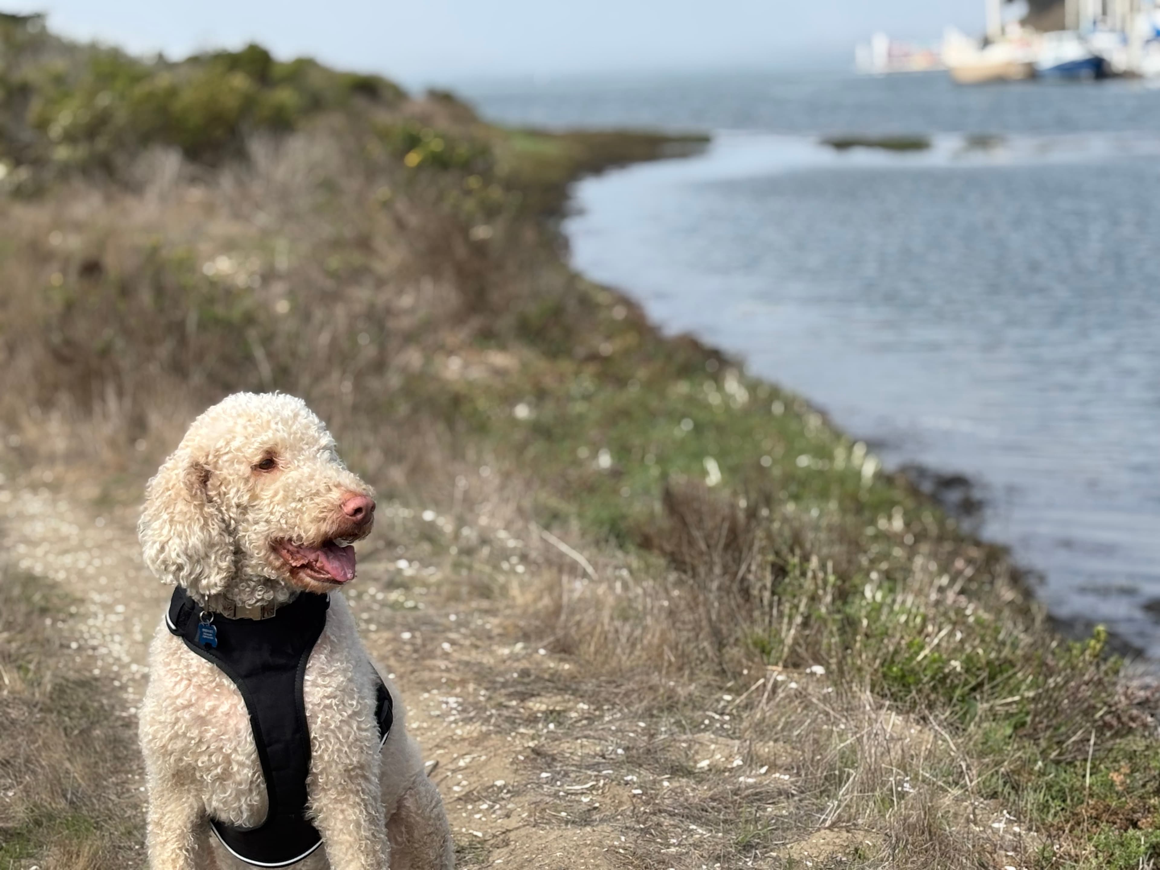 Memorial photo of Bella