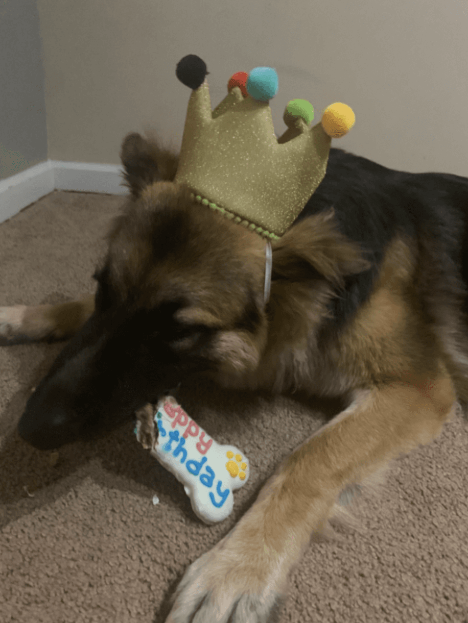 Memorial photo of Bella