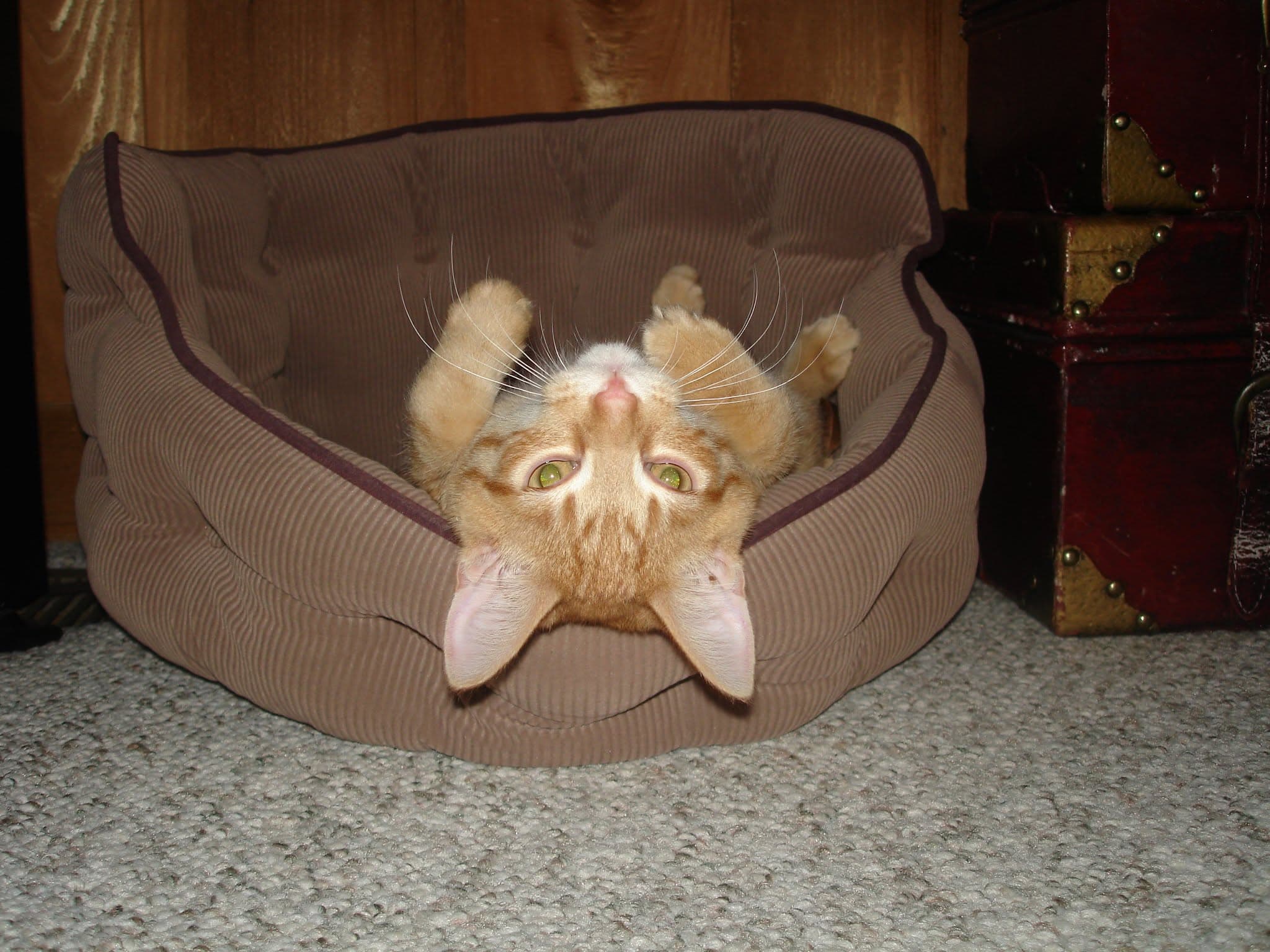 Memorial photo of Max