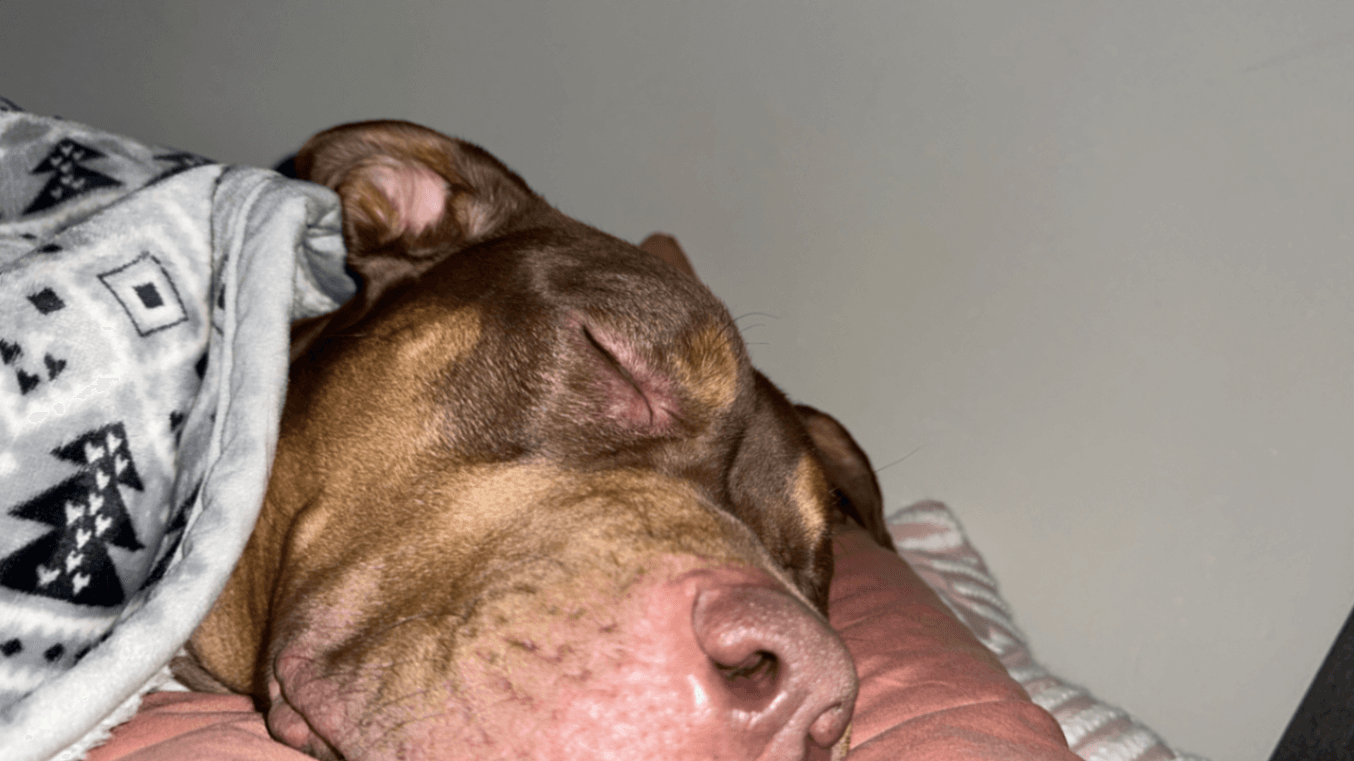 Memorial photo of Bella