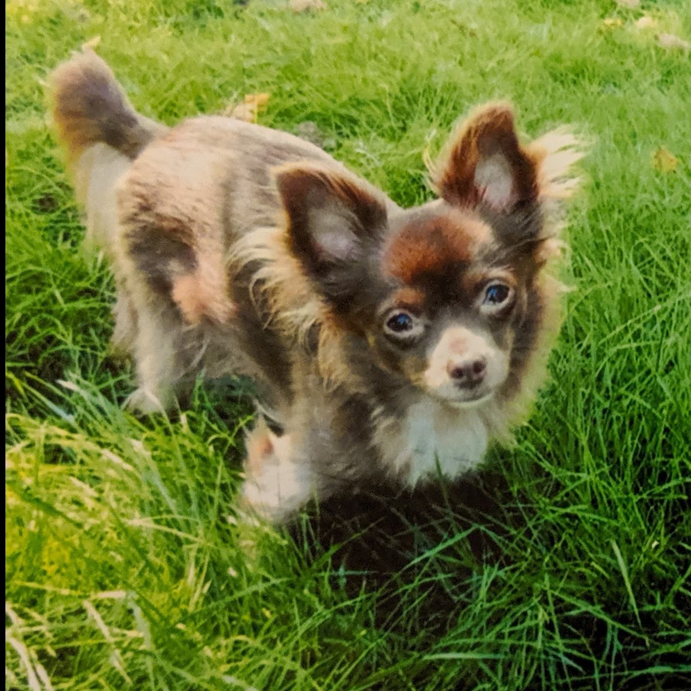 Memorial photo of Teddy